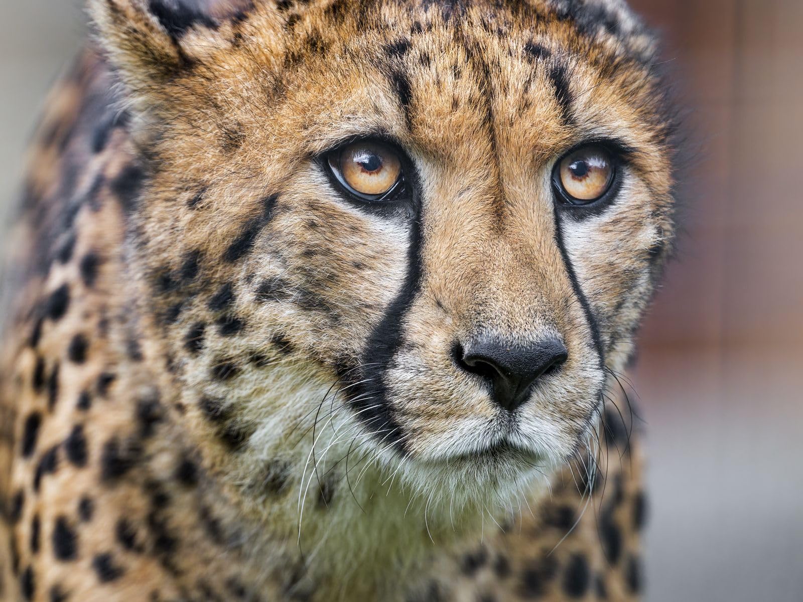 1000 piece puzzle for adults and children from 14 years-Cheetah, eyes, predator 50x70CM — image 1