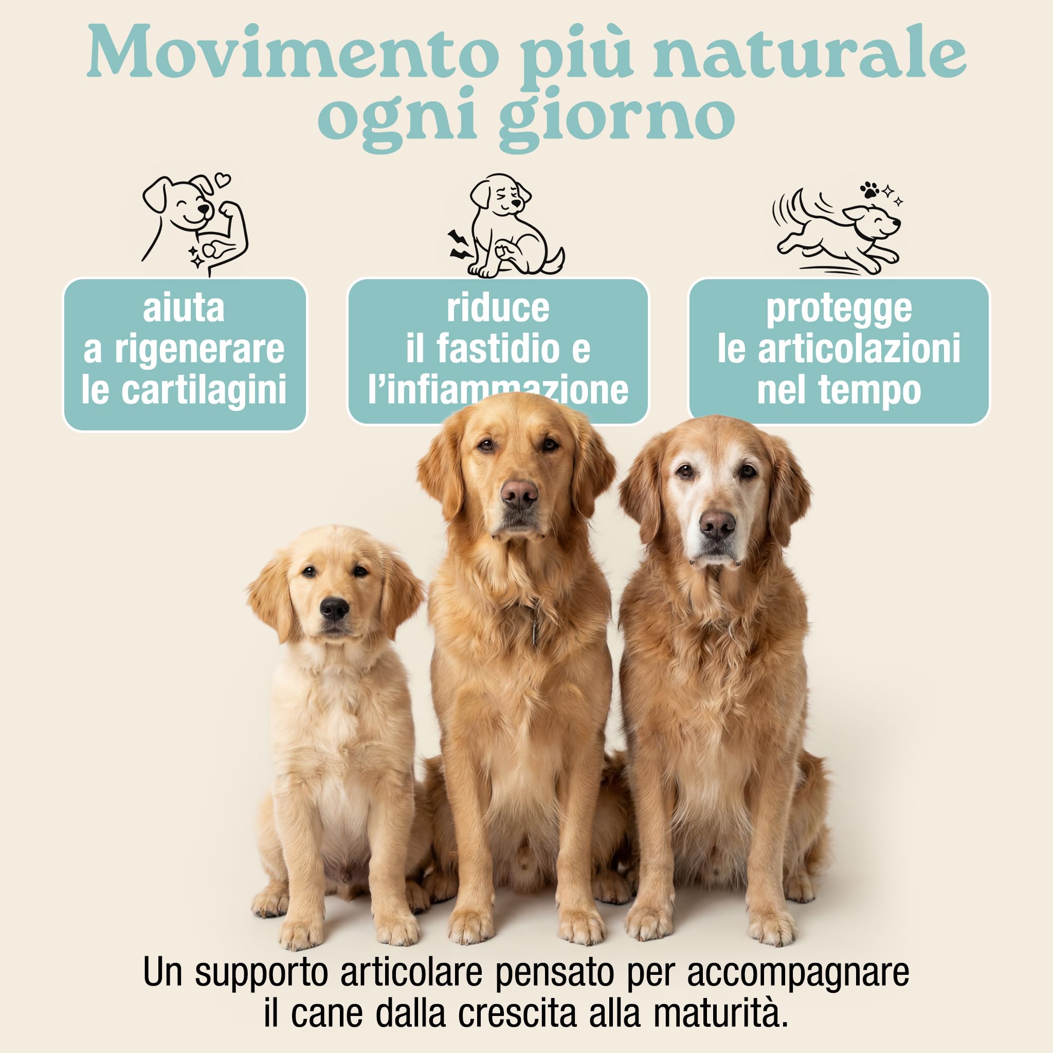MyPetPrime Articolazioni Cane Mangime Complementare 125 Compresse | Nuova Formula JointSupport con MSM, Polvere di Cozza Verde, Glucosamina, Condroitina e Artiglio del Diavolo