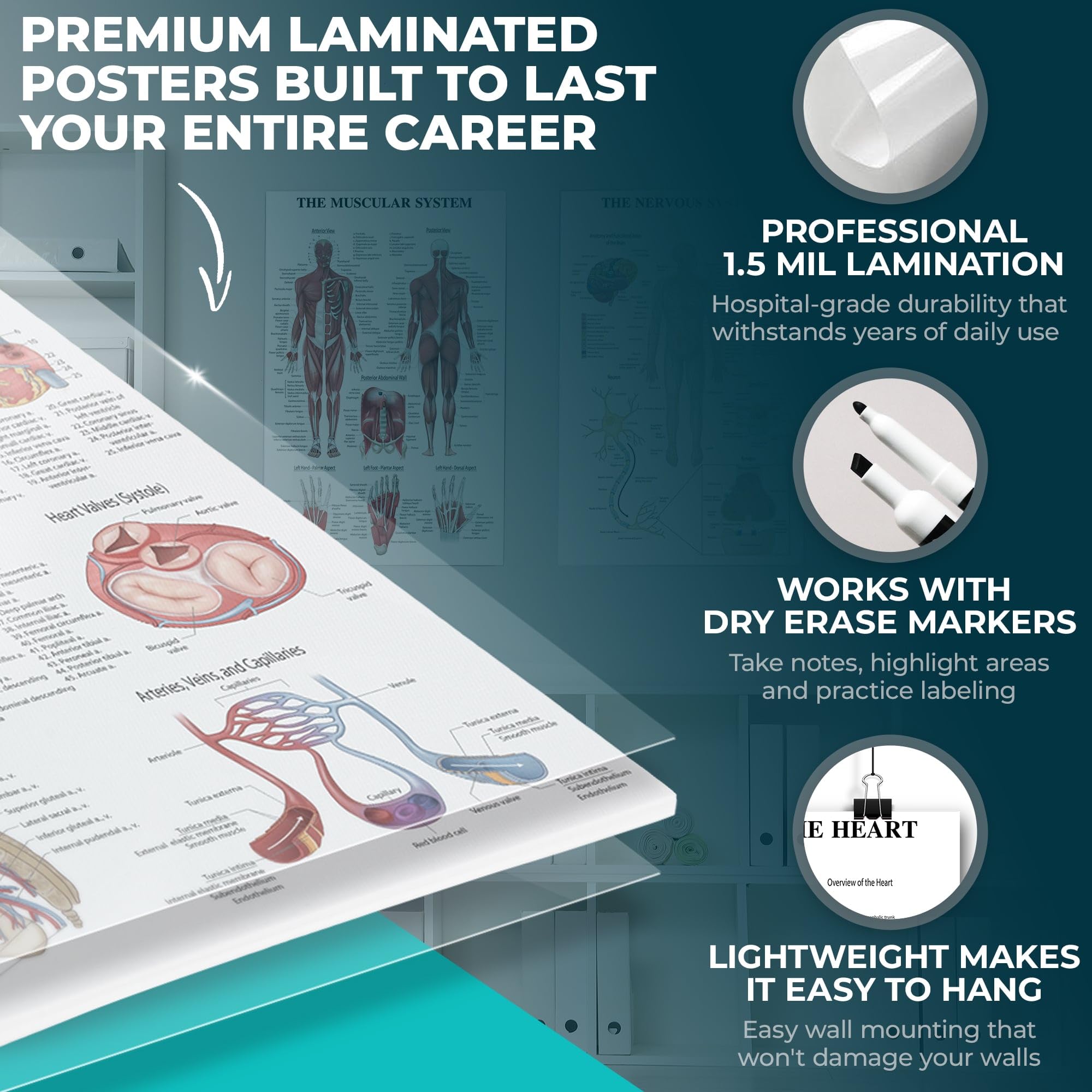 Laminierte Anatomie-Poster für die Wand, pädagogische Poster für den menschlichen Körper, für Studenten, Klassenzimmer und medizinische Bürodekoration, inklusive Muskel-, Skelett-, Nerven- und mehr