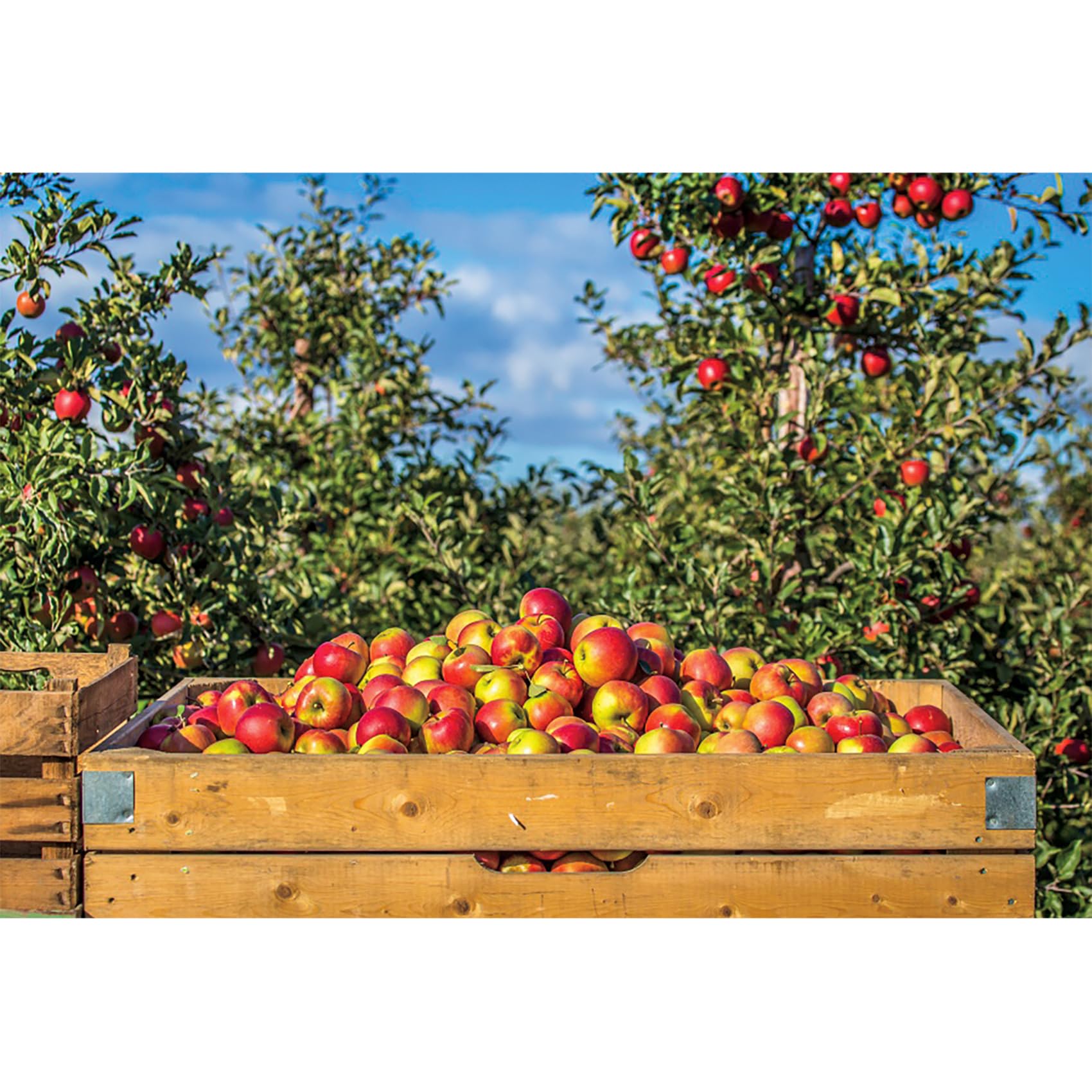 Photo 1 of Baocicco Autumn Orchard Farmland Backdrop 7x5ft