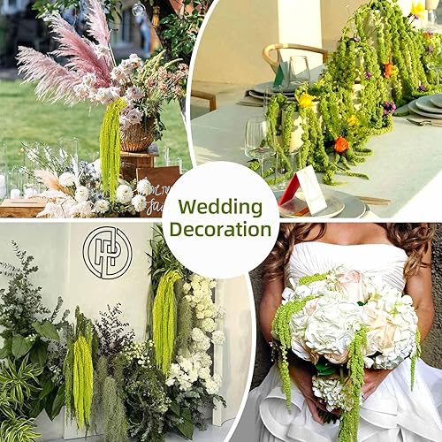 Miniatura 5 de 5 flores colgantes de amaranto seco, flores preservadas naturales para arco de boda, exposición, lágrimas colgantes de amantes de la pared, arreglo