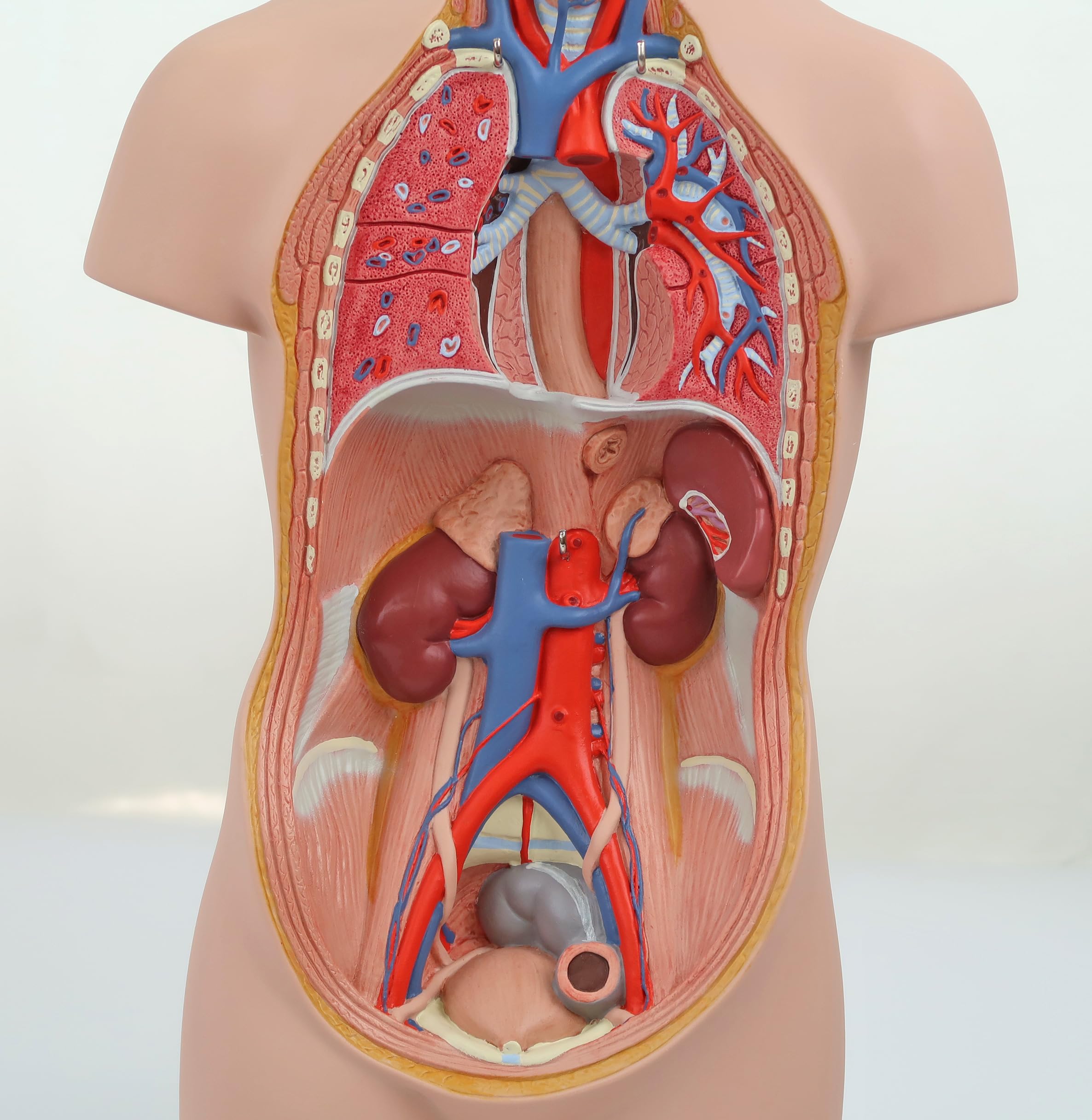 3B Scientific B22 Mini Torso, in 12 Parti + software gratuito di anatomia - 3B Smart Anatomy
