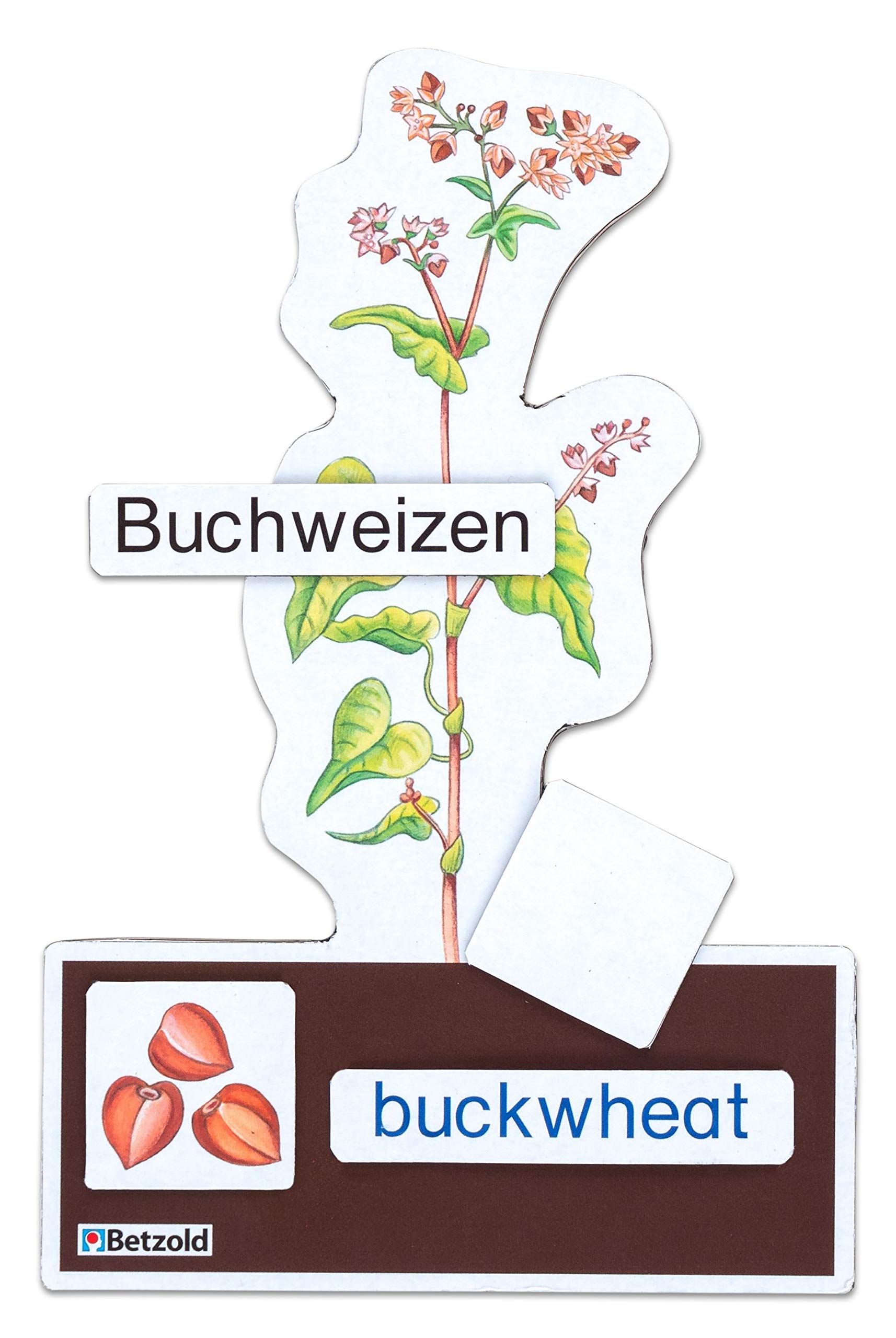 Betzold - Sparset "Getreide bestimmen" - Botanik Biologie Lehrmittel Grundschule