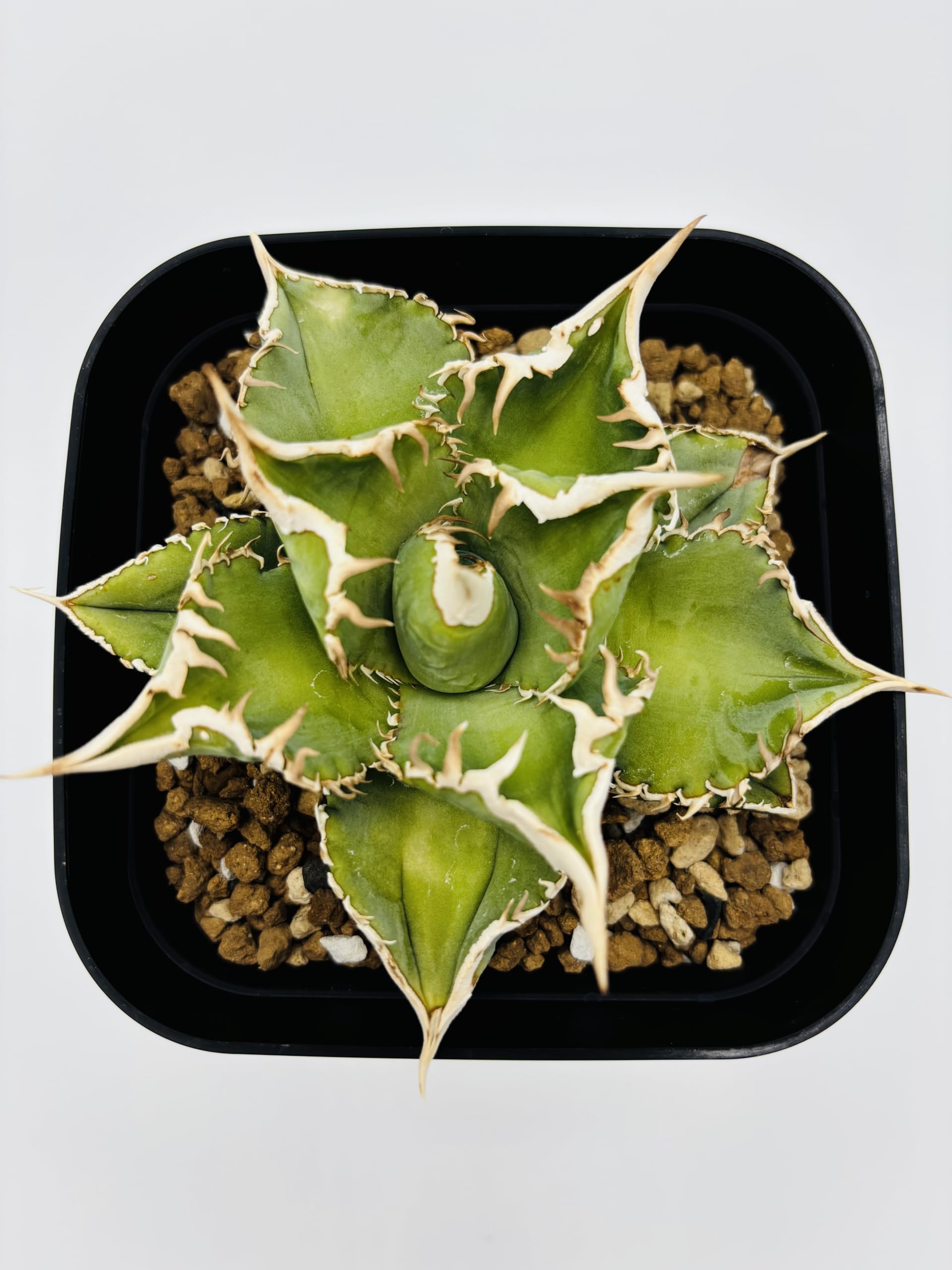 Amazon｜アガベ チタノタ 大白鯊/Agave titanota 'Great White Shark