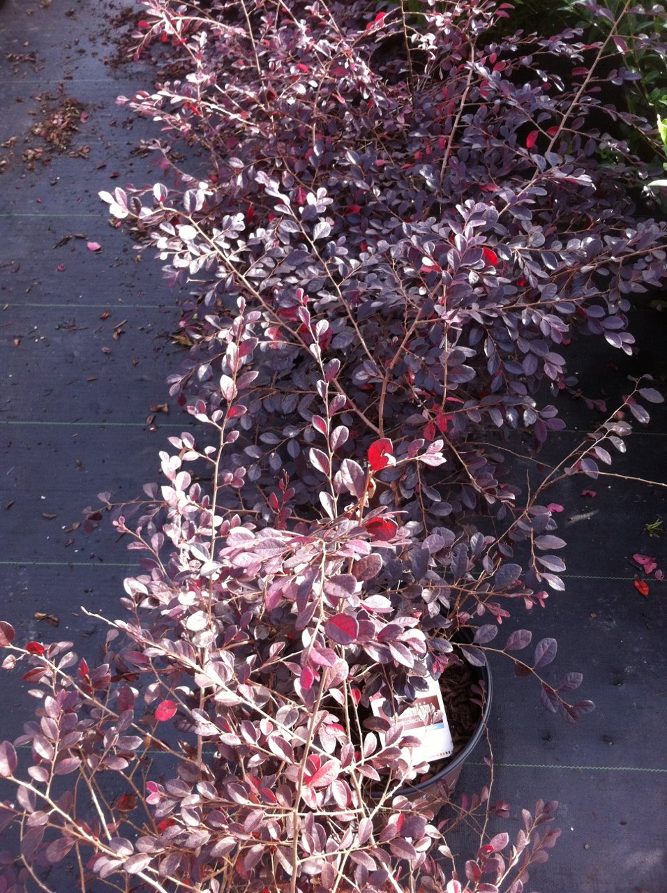 Purple Diamond® Semi-Dwarf Chinese Fringe-Flower Loropetalum Loropetalum chinense 'Shang-hi' PP18331