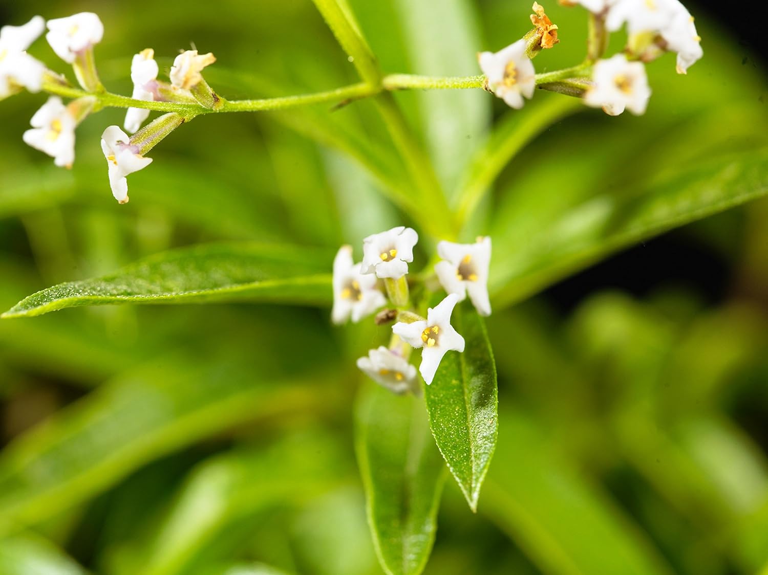 Easy to Grow Aloysia Lemon Verbena 1 Potted Plant - Rooted & Established in a Quart Pot, Herb Shrub Fragrant Foliage & White Flowers in Summer