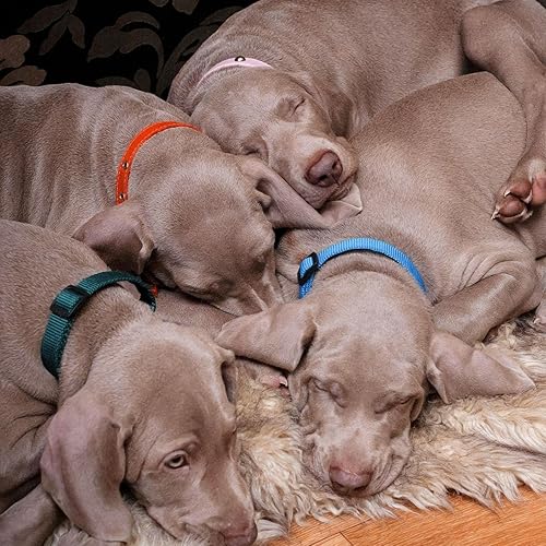 Miniatura 3 de Okuna Outpost Collares para cachorros, hebilla de liberación rápida, collar de identificación ajustable con código de color, 6.5-10 pulgadas,