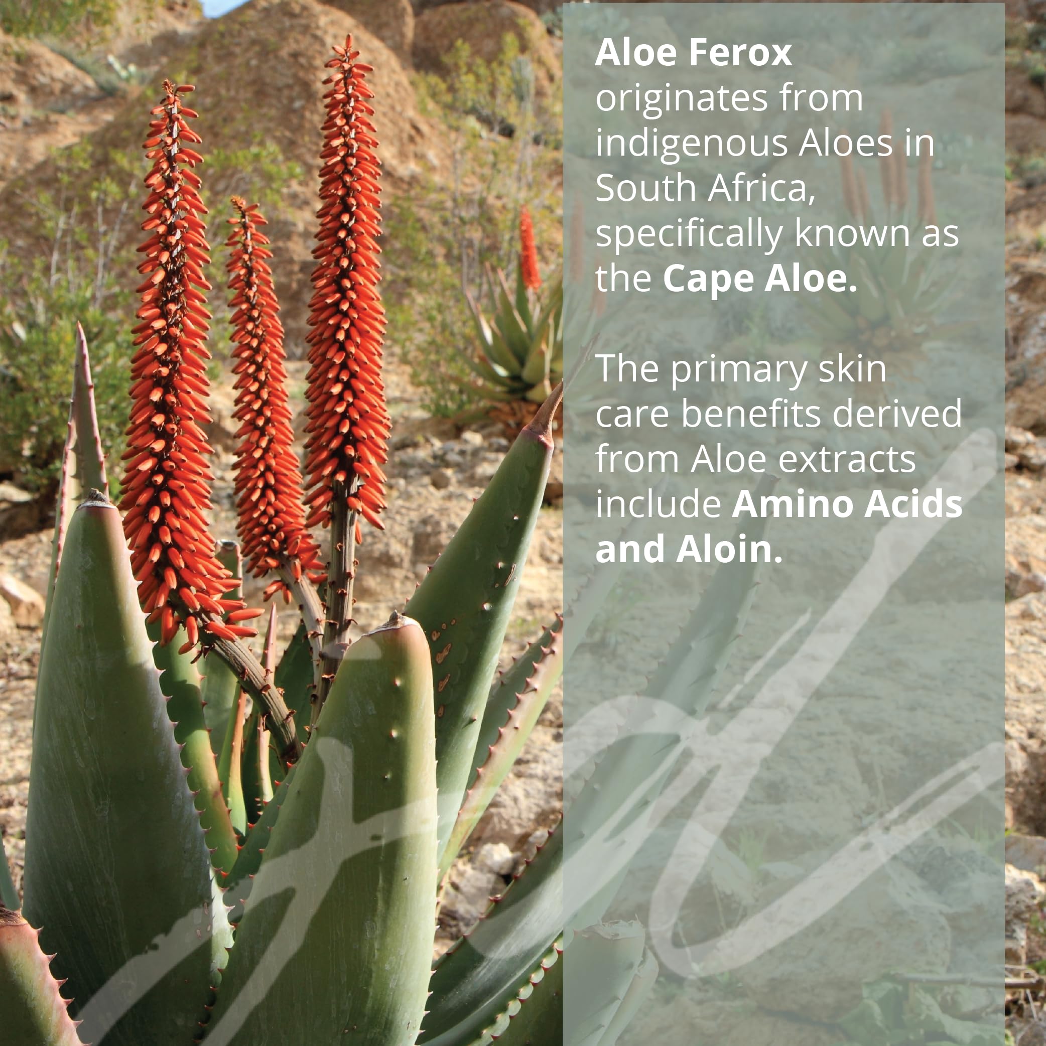 aloe vera drink zero Savia main image 1