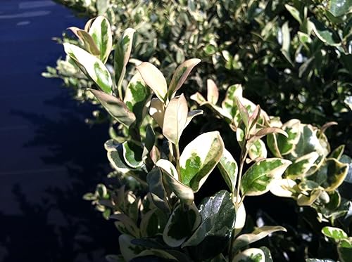 Miniatura 4 de Ligustrum Japonicum Jack Frost - 40 plantas vivas - Consejos abigarrados de cobertura de privacidad de hoja perenne