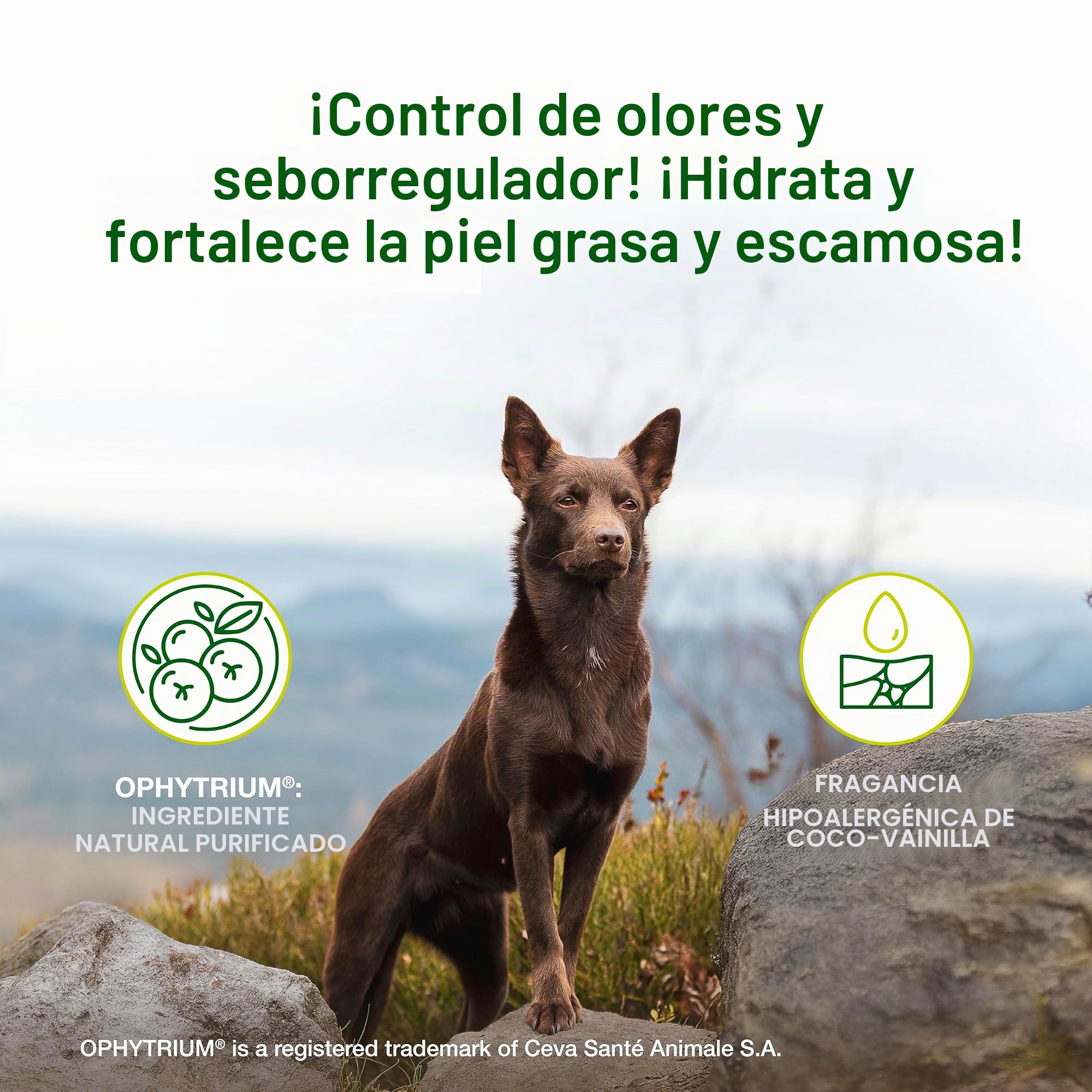 Douxo S3 SEB Mousse, Contiene 0.5% de ofitrio, Control de olores y seborregulador, para Piel Grasa a escamosa, seborrea, para Perros y Gatos, 5 onzas líquidas