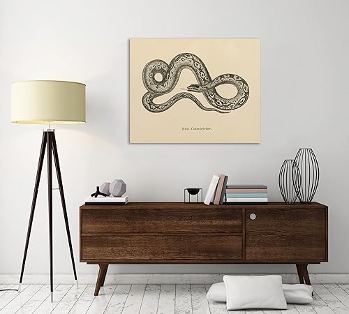 Miniatura 4 de Jaxson Rea "Vintage Boa Constrictor Crop Gallery Wrapped Canvas by Wild Apple Portfolio, 20" x 16"