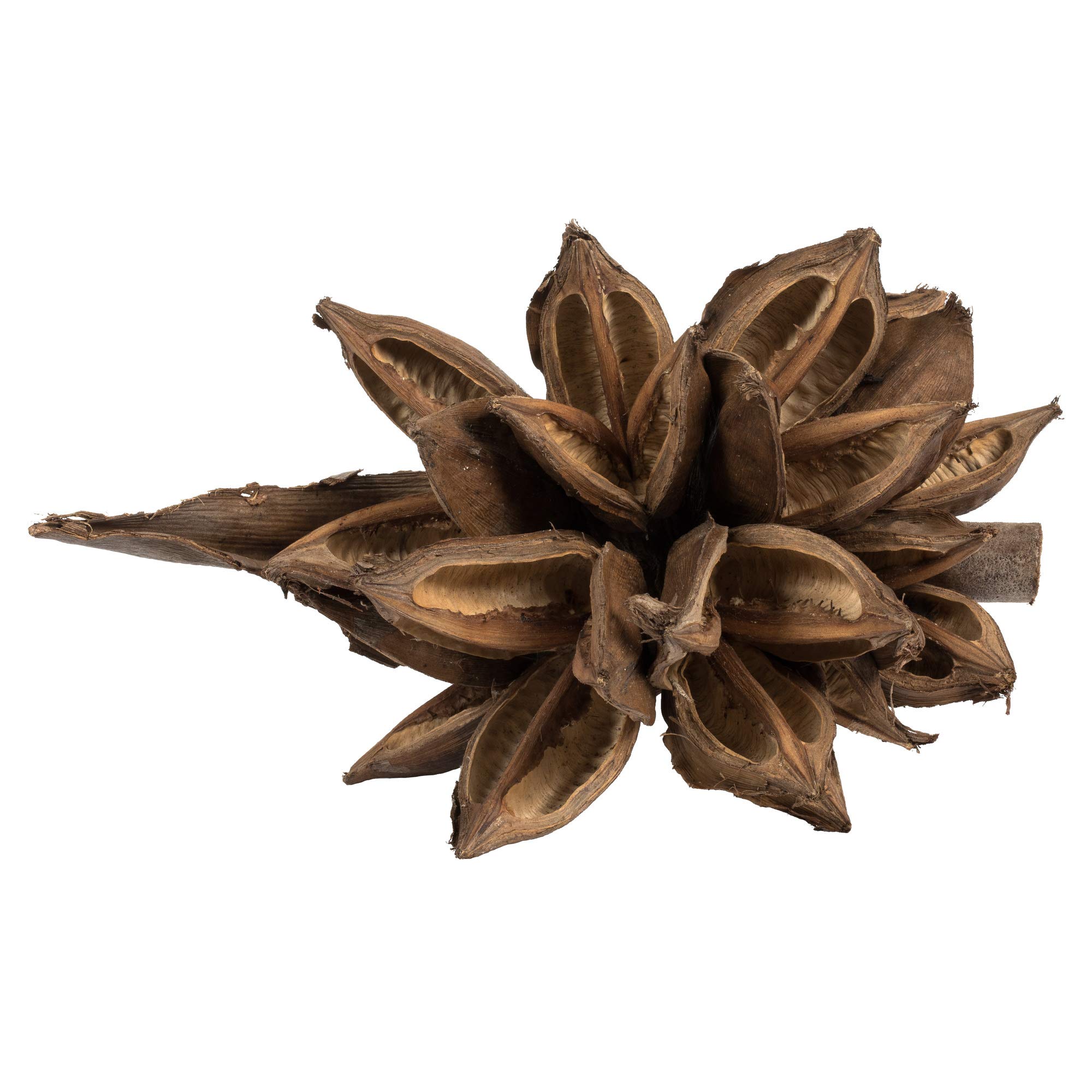 Vickerman 6" Natural Star Pod - Dried Decoration for Natural Arrangements, Height 6-11 inches, Length 7-9 inches, Width 7-9 inches, Includes 1 Piece per Pack, Rich Color and Texture