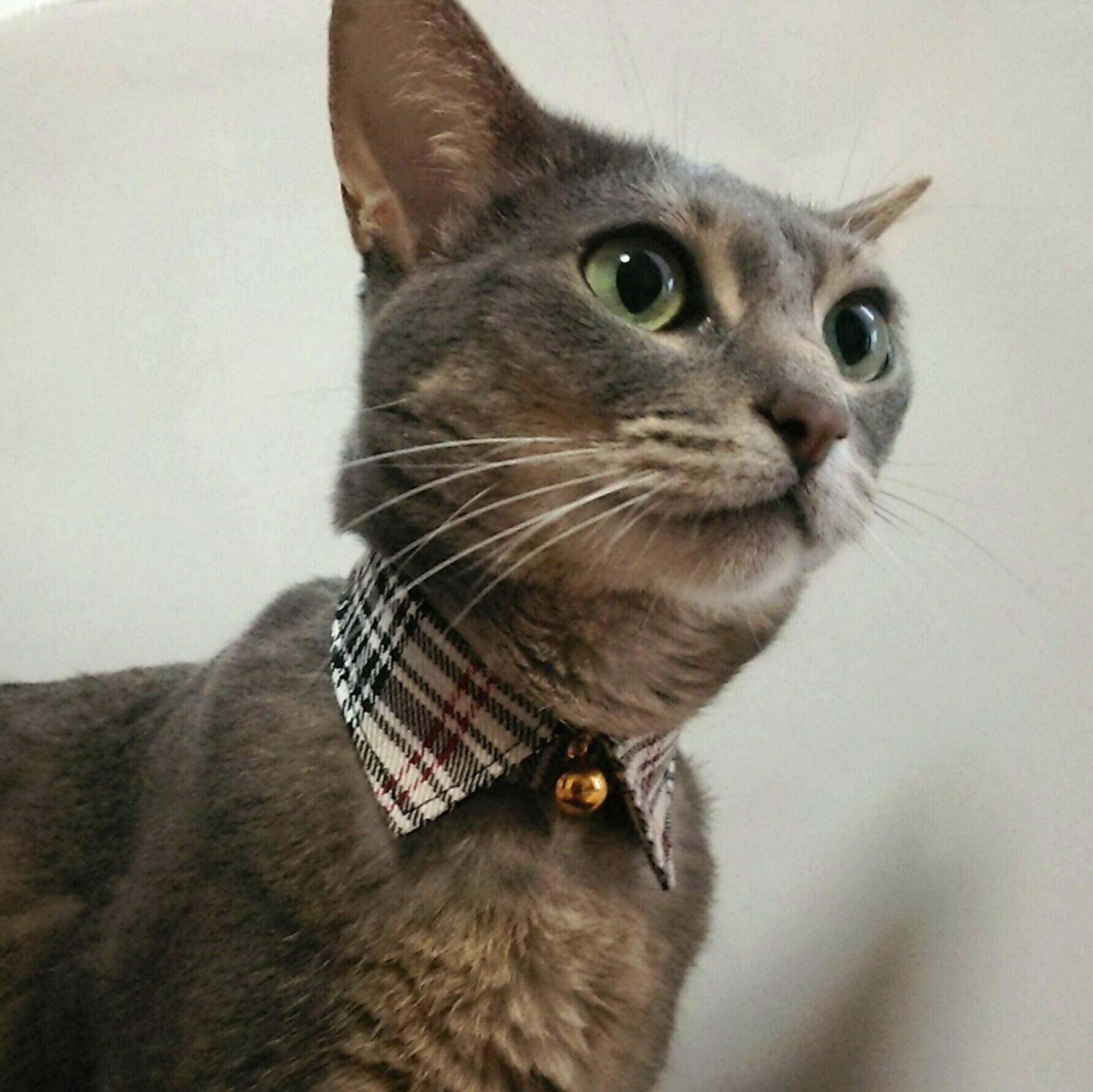 Amazon | 犬猫用首輪 タータンチェック（ベージュ） 襟つきカラー 鈴付