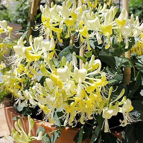 200+ Honeysuckle Vine Seeds for Planting - Non-GMO Honeysuckle Flower Seeds