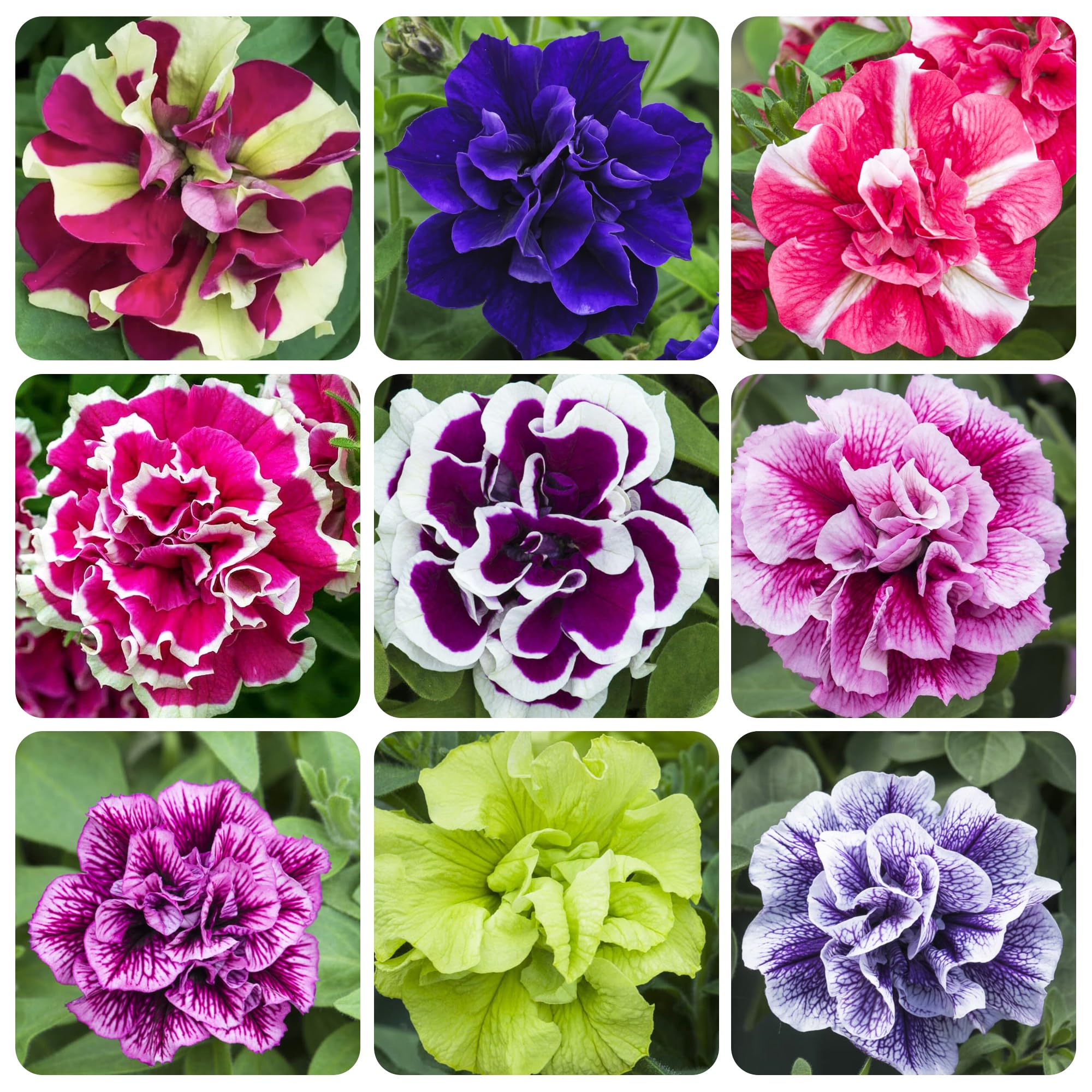 325+ Mix Petunia Flower Seeds for Planting-Petunia Hybrida Garden Flower Plant Attract Butterflies and Bees