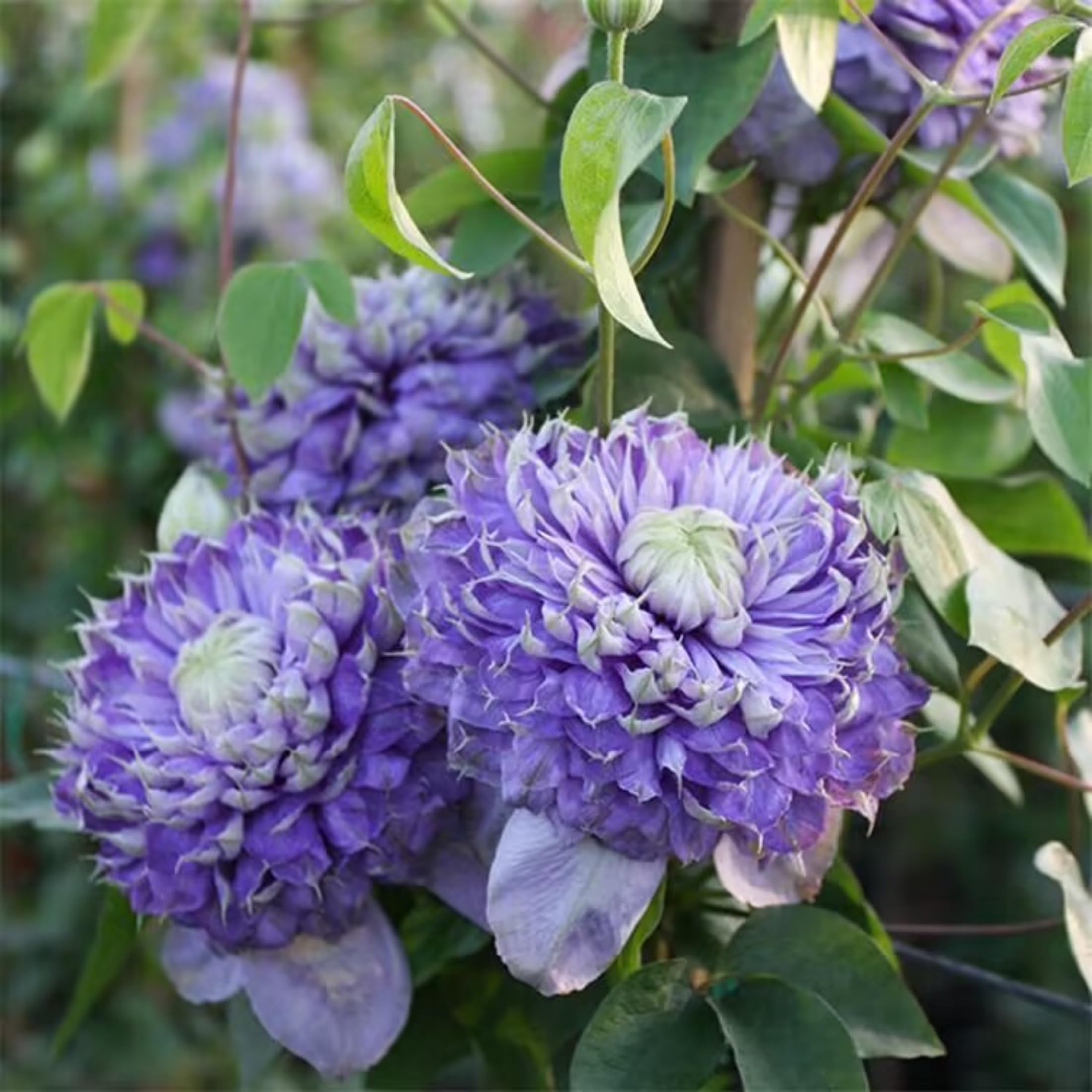Clematis is a Perennial Climbing Plant with Vibrant Colors and Strong Vitality, Perfect for Balcony and Garden Landscaping.Hardy Perennial, Excellent Display-6bulbs-F
