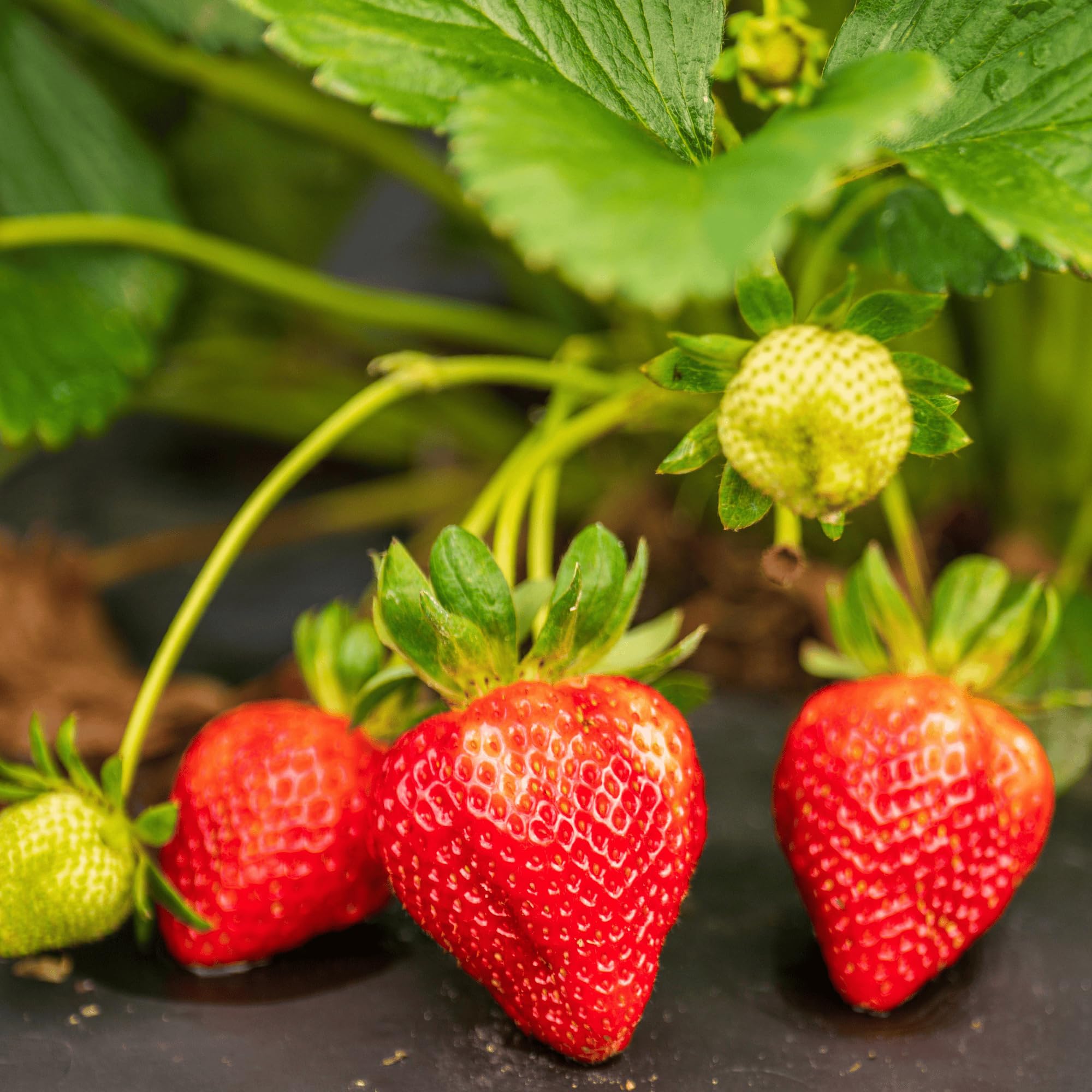 Albion Everbearing Bare Root Strawberry Plants