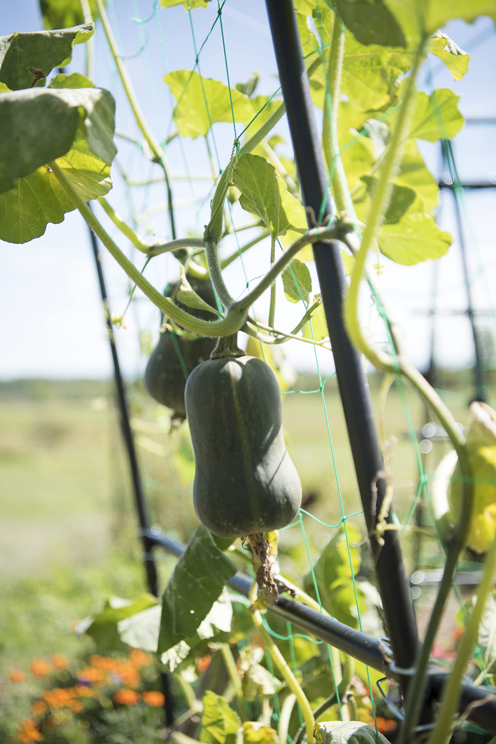 Gardener’s Supply Company Extra Tall Garden Arch Arbor 80in Titan