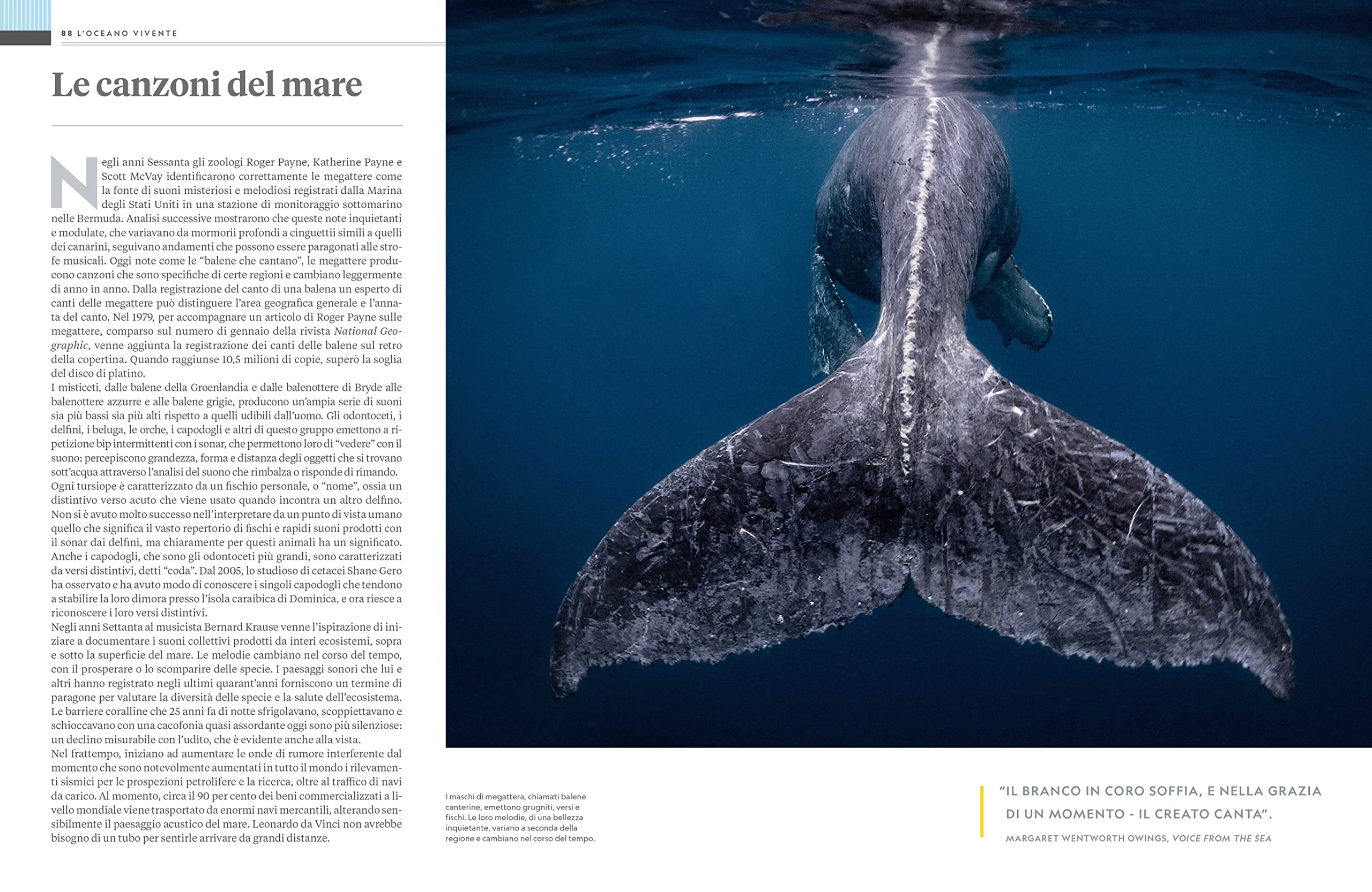NATURA E POPOLI - Oceani: L'ultima odissea | National Geographic | Edizione Illustrata | Impegno Globale per la Natura