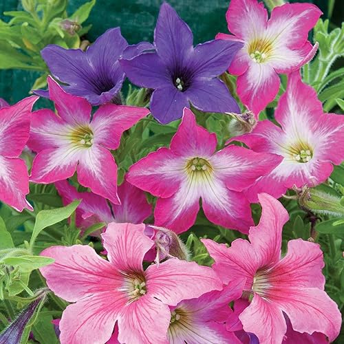 Outsidepride Petunia hybrida Sparklers Garden Flower Seed Mix - 250 Semillas