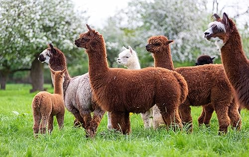 Vista 21 de Manta Cityscape 100% pura lana de alpaca bebé 6.6 pies de largo x 4.25 pies de ancho Ropa de cama hipoalergénica, suave y acogedora (Venecia)