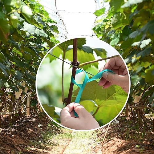 Miniatura 10 de TELENT OUTDOORS Cinta de amarre elástica, 1 pulgada de ancho y 200 pies reutilizables para plantas de jardín, cintas verdes para plantas, cinta