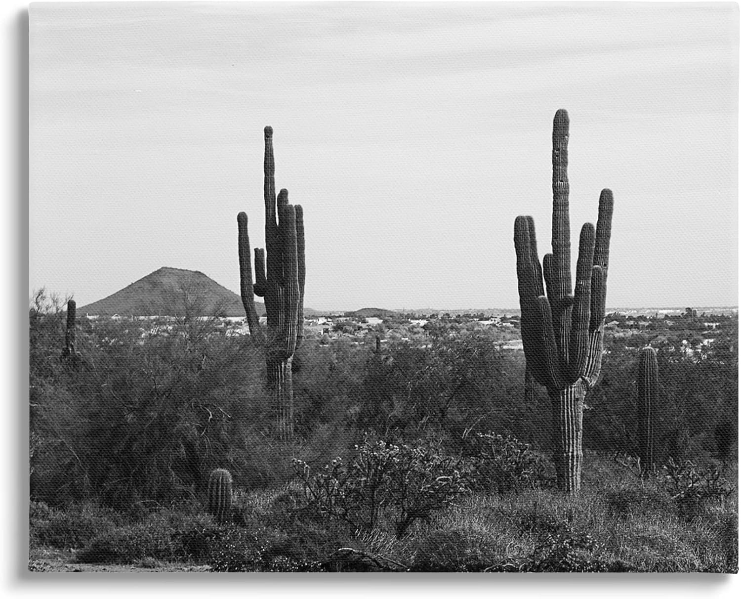 Stupell Industries Desert Cactus Arid Vegetation Monochrome Nature Photography, Design by Graffitee Studios