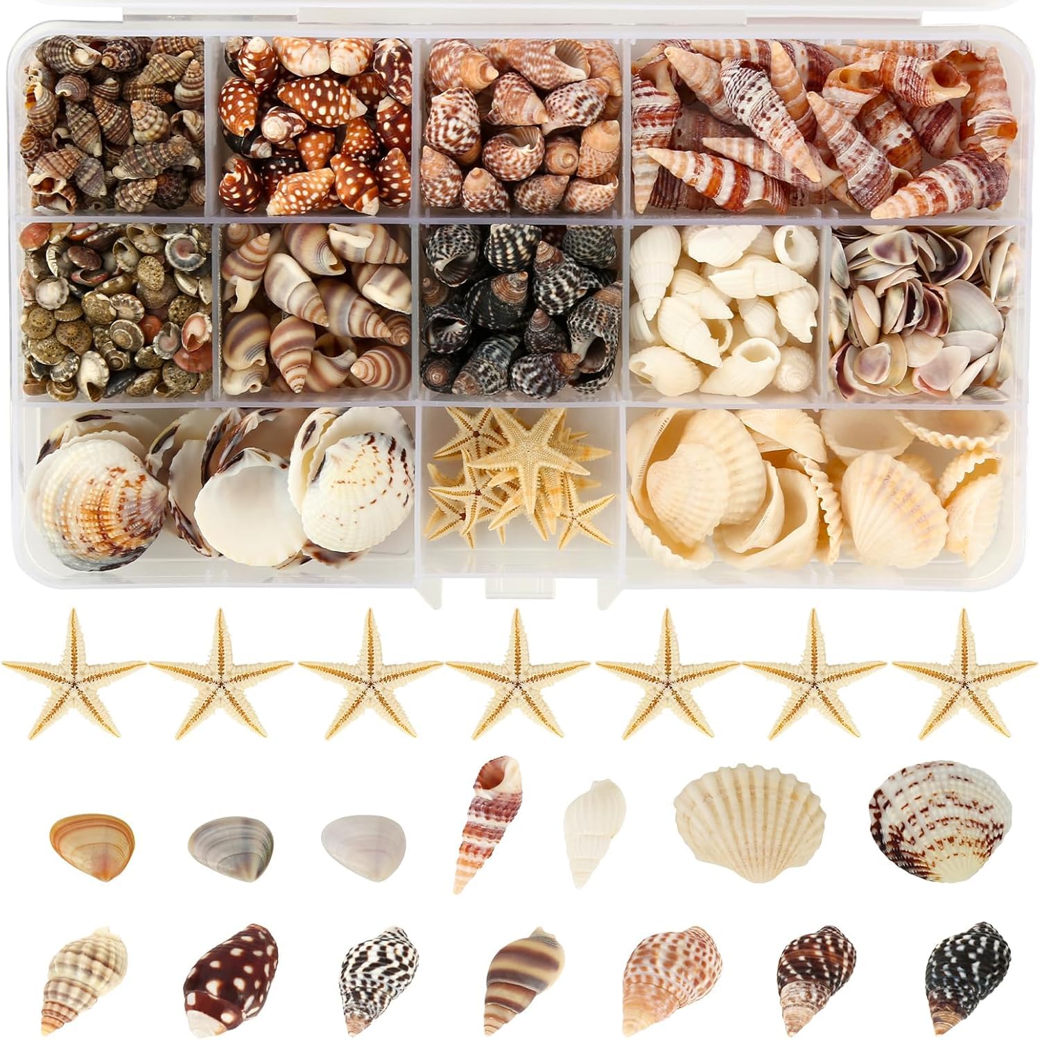525+ Pcs Mini Shells, 12 Kinds Mixed Starfish Sea Shells for Crafting with Storage Box, 0.5-3cm Natural Seashells, DIY Shell Beads for Beach Theme Party, Wedding, Fish Tank Decorations