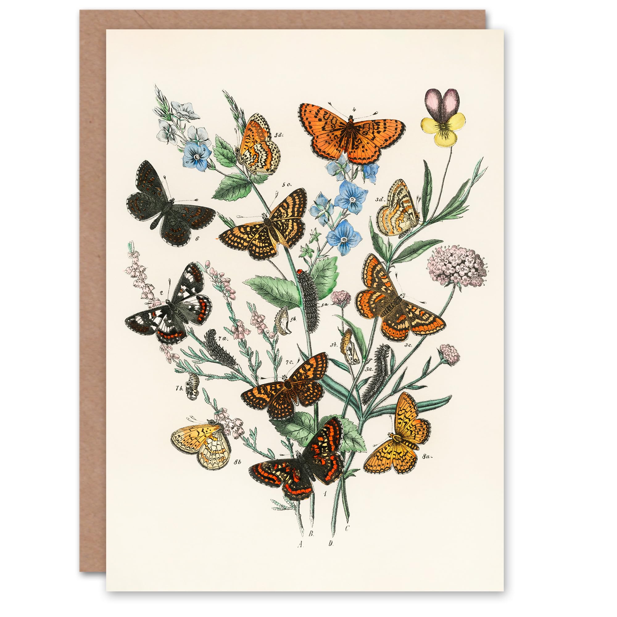Artery8 William Forsell Kirby Art Card Butterflies and Caterpillars