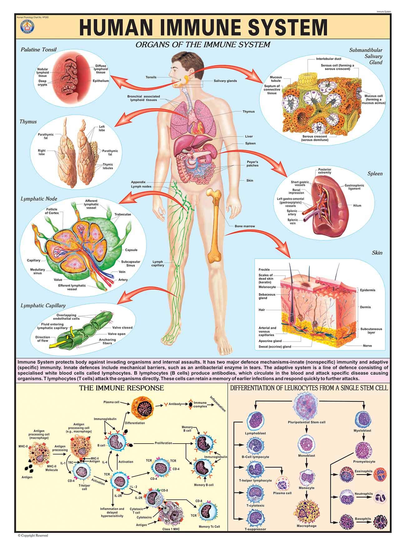 Immune System Examples Immune System Cells Diagram How To Mobilize Your Immune System To