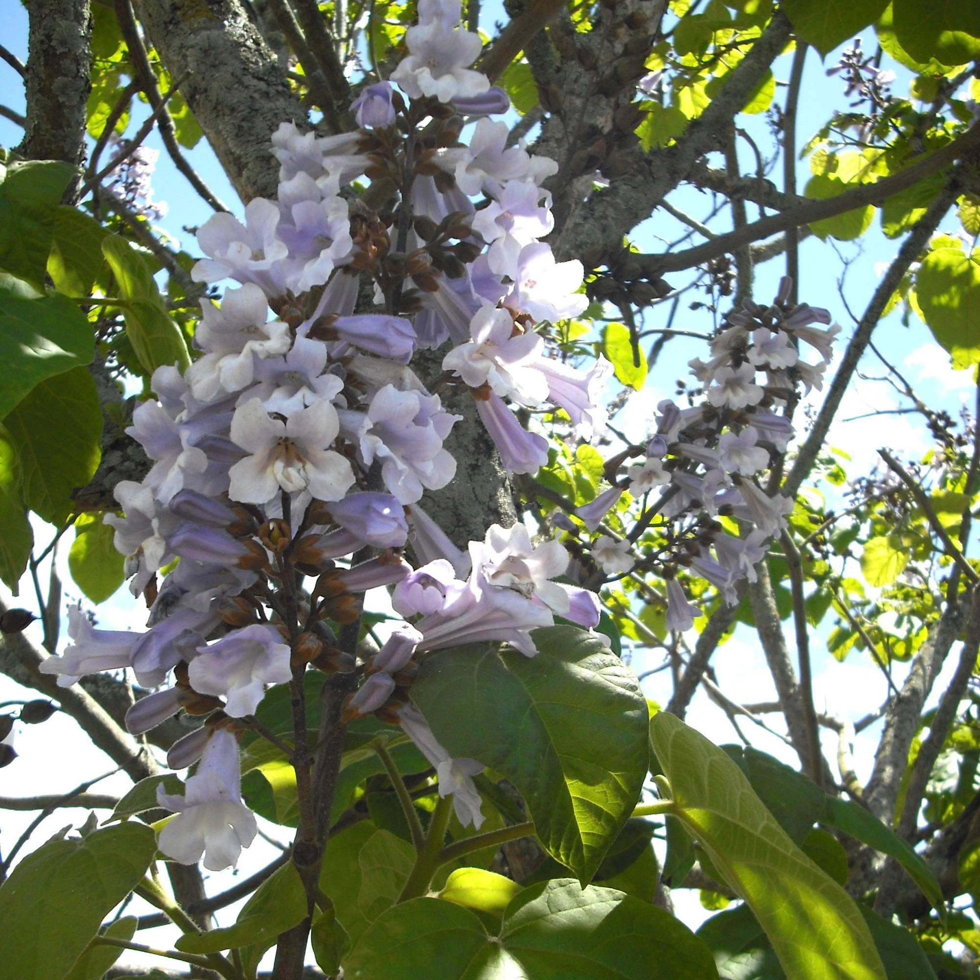 Vivai le Georgiche - Pianta vera di Paulownia elongata "Futuro" Paulonia - vaso Ø 12 cm - altezza alla vendita 5-10 cm
