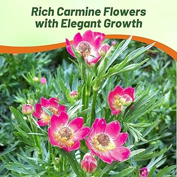 Amazon.com : Outsidepride Carmine Anemone Seeds for Planting