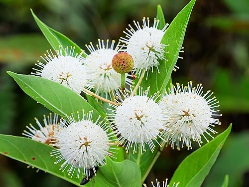 Plantas abotonadas para cultivar plantas vivas de 3 a 4 pies de alto 3 árboles