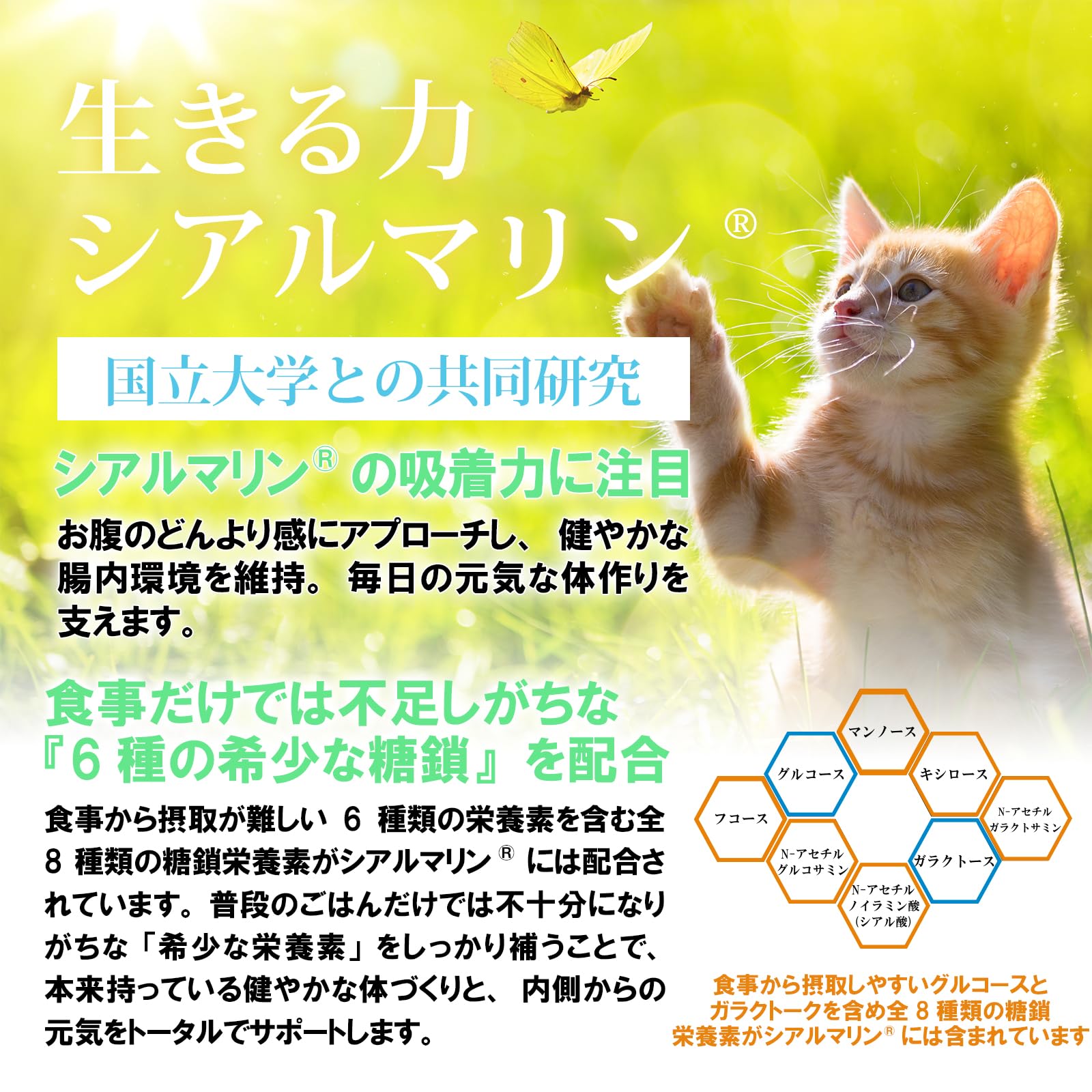 Amazon | 【猫の日クーポン配布中】猫用【腎臓 食欲 腸内環境