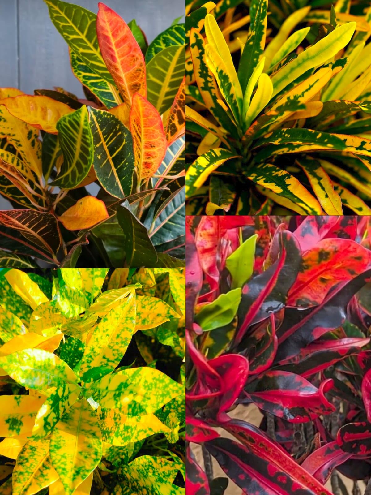 SP CROTON LIVER PLANT PACK OF 4_00138 (B0D9HGSH2H) Amazon Price History, Amazon Price Tracker