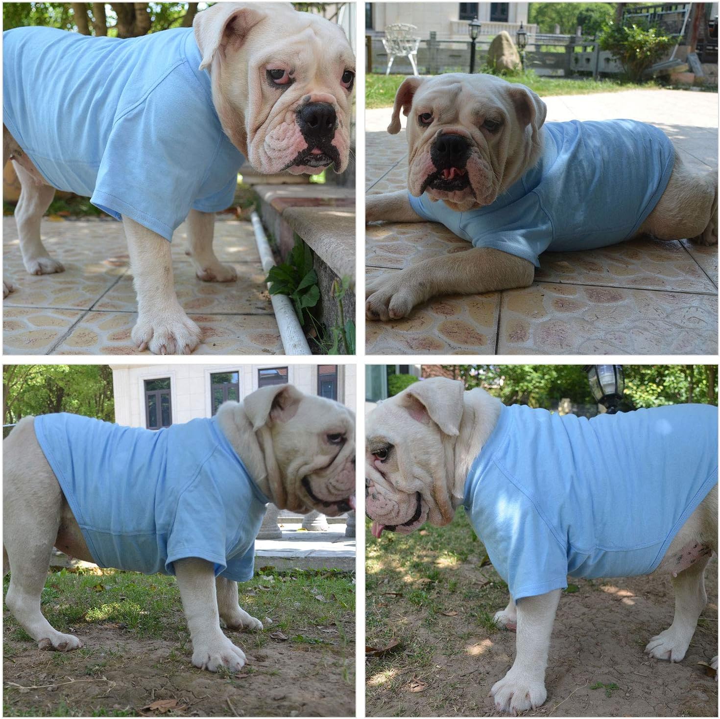 Comfy XXL Light Blue Dog Tee - Basic Pet T-Shirt 9 81OC4OSQqlL. AC SL1500