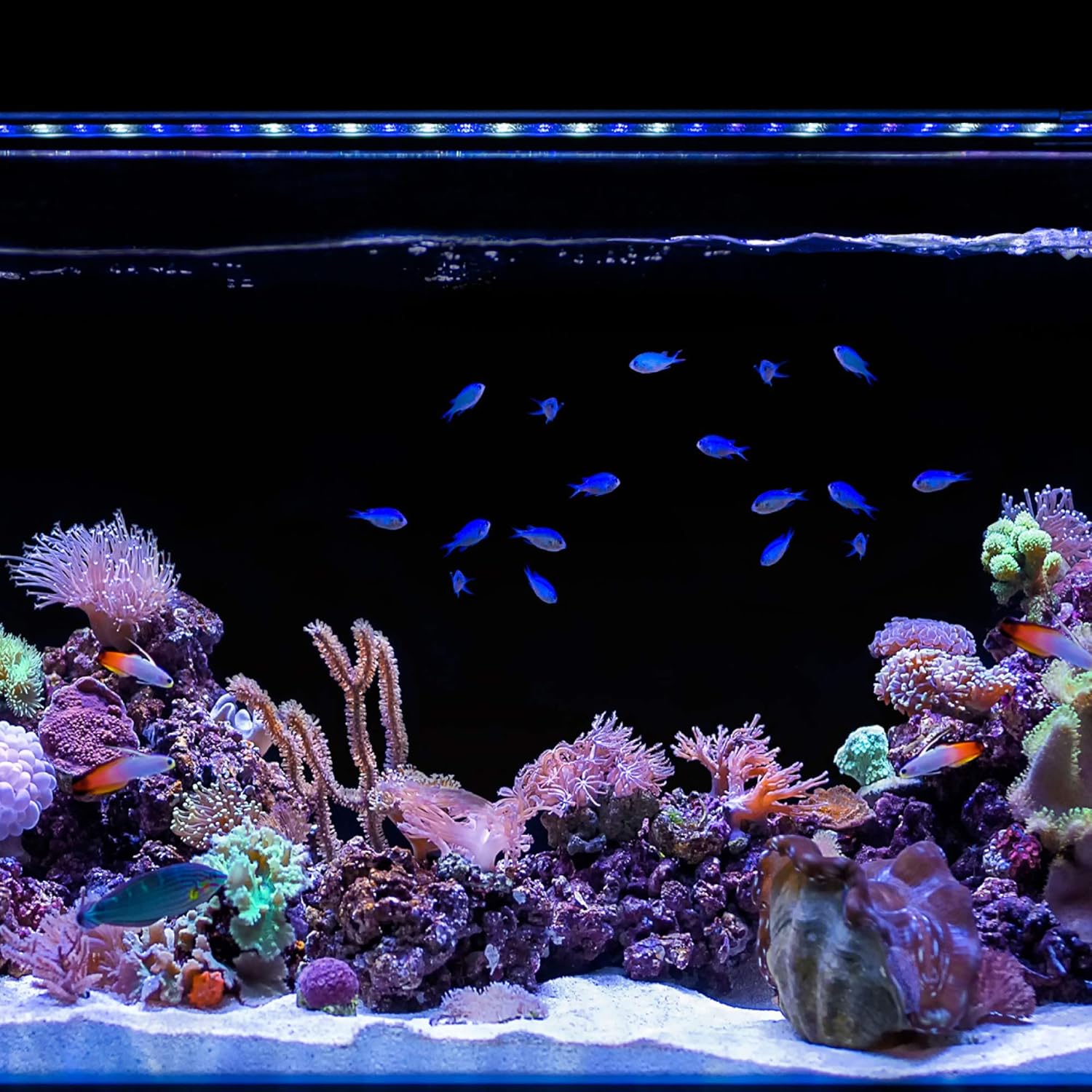 Buy Current Usa Orbit Marine Ic Led Saltwater Reef Aquarium Light With Wireless Lighting Wave Pump Control Loop App Bluetooth Online In Turkey B07kwl6cq9 Buy Current Usa Orbit Marine Ic Led Saltwater Reef Aquarium Light With Wireless Lighting Wave Pump Control Loop App Bluetooth Online In Turkey B07kwl6cq9