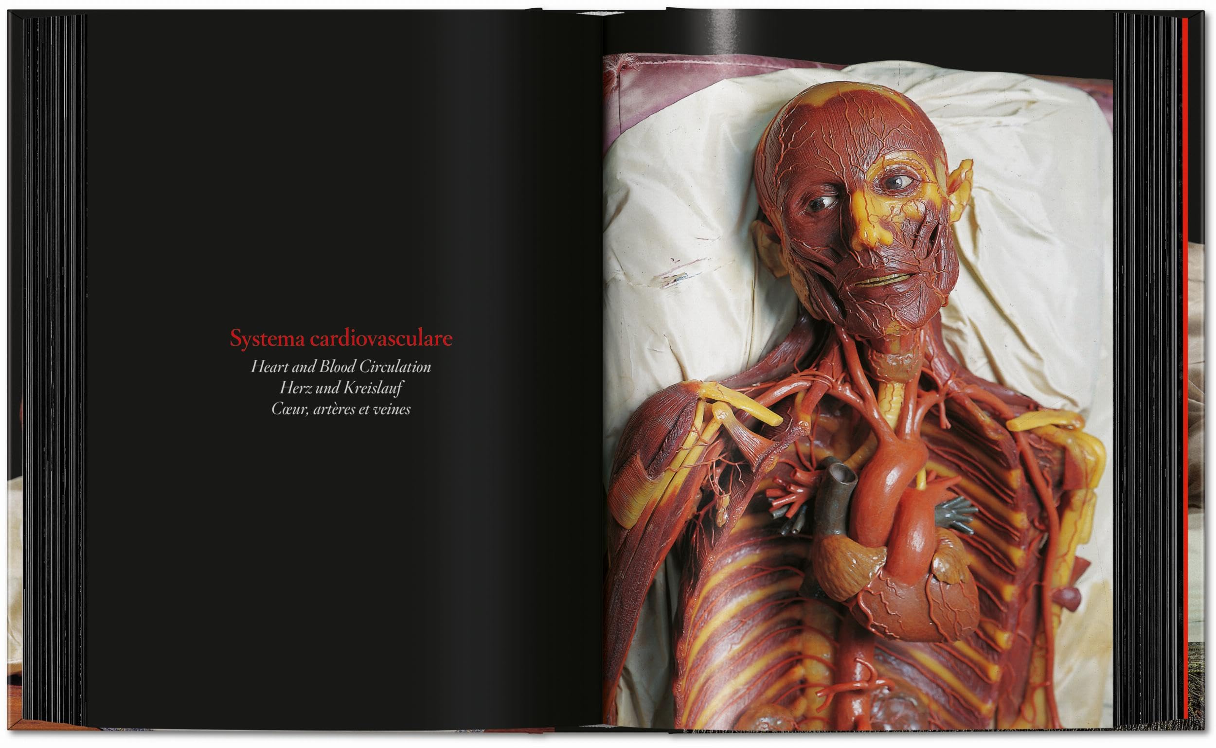 Anatomical Waxes. 45th Ed. (45th Edition)