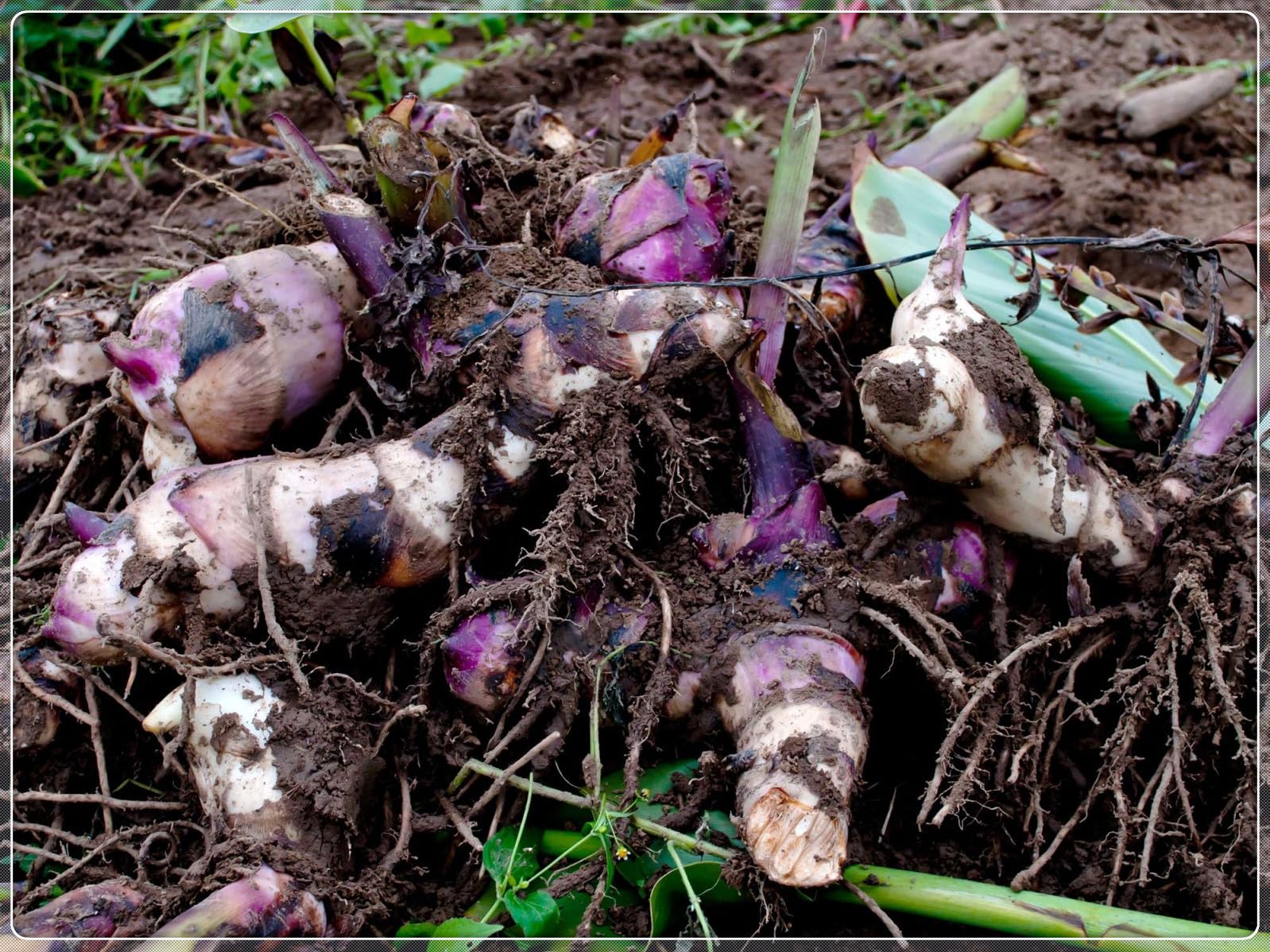 Lirios Canna de colores vibrantes a granel, fáciles de cuidar, cultivados profesionalmente, ideales para embellecer su jardín-5 root-C