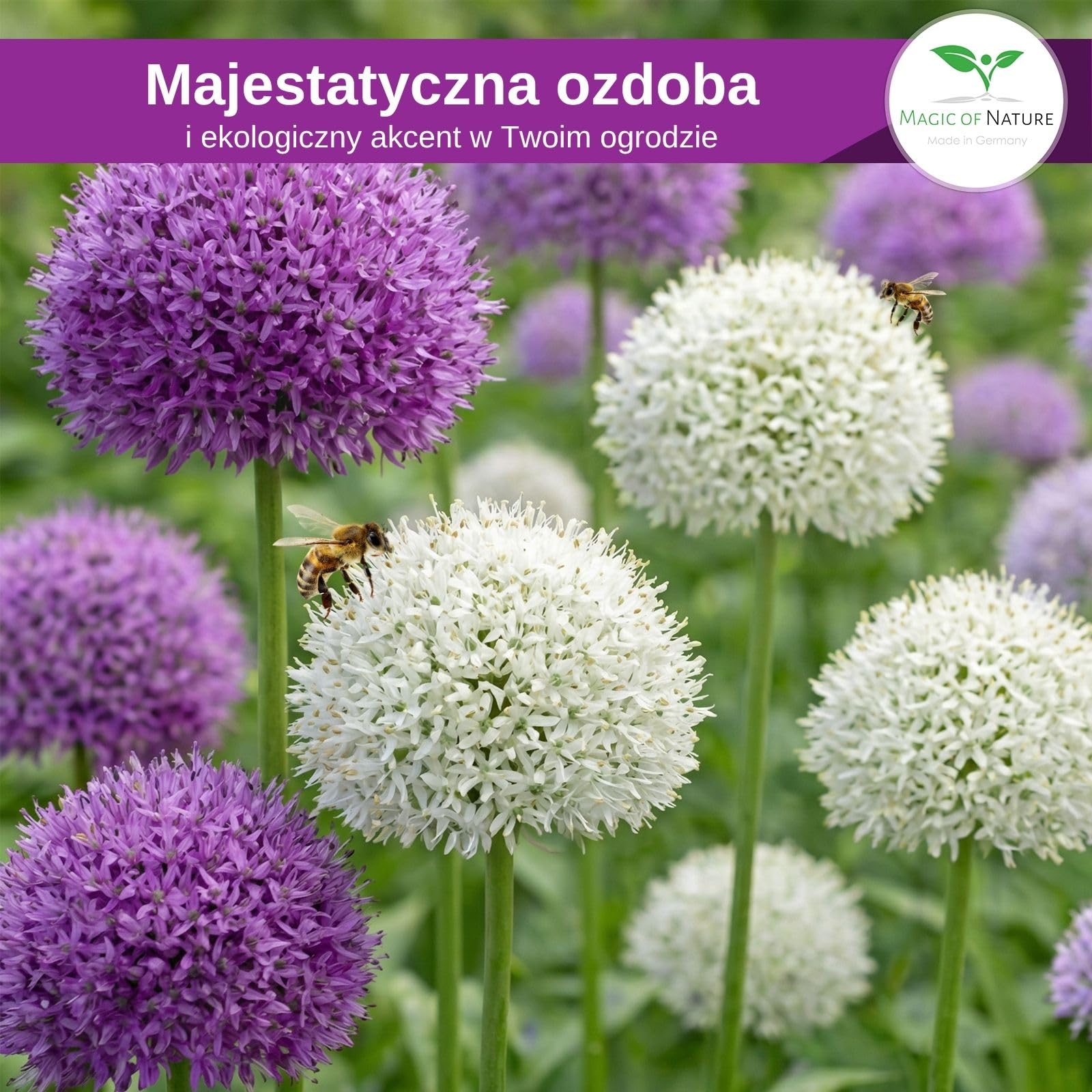 Magic of Nature: Czosnek Olbrzymi Nasiona (60 szt.) Allium giganteum Mix Fioletowy i Biały – Mrozoodporne Nasiona Ogrodowe