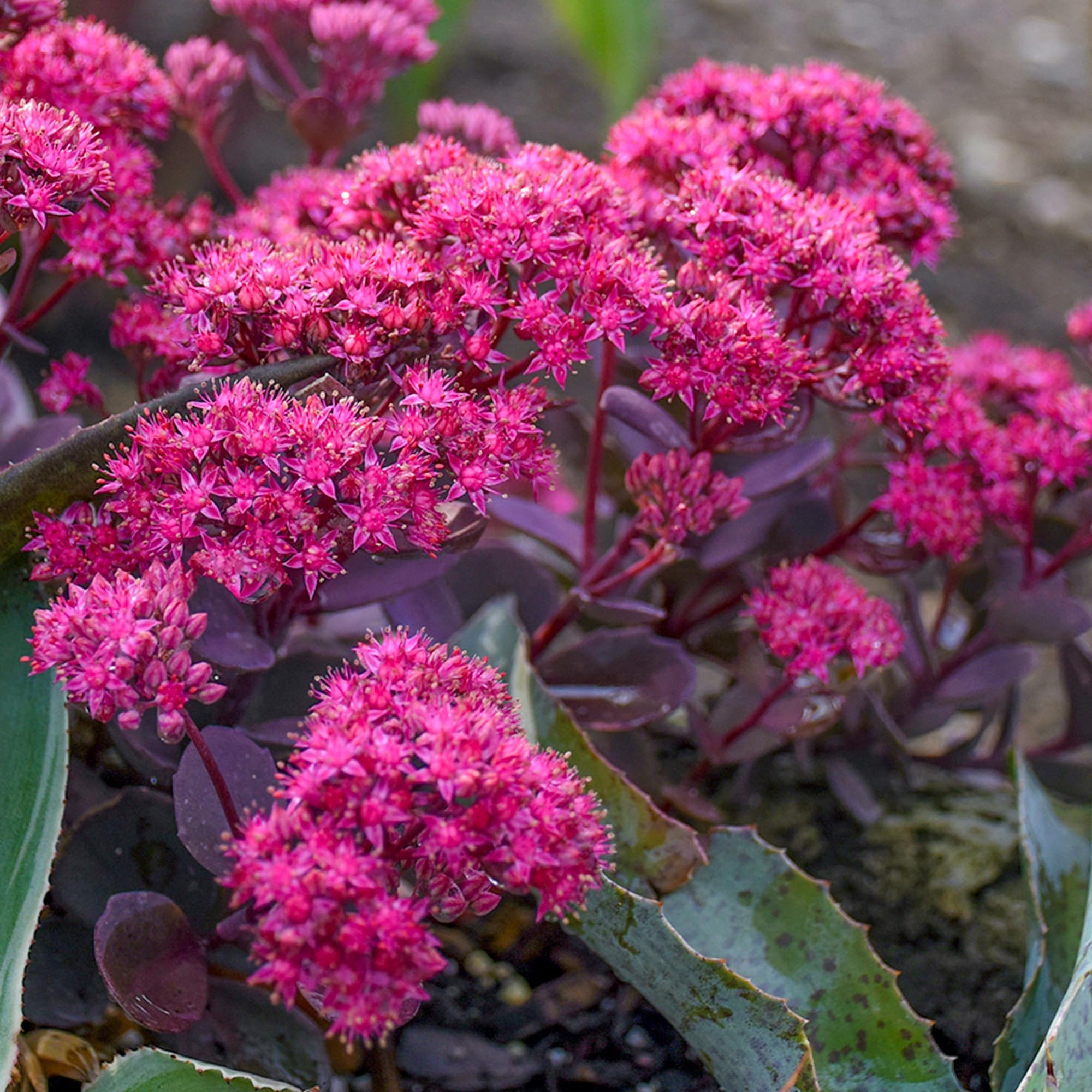 Sedum Superstar - Hardy Perennial for Gardens and Borders - Drought-Tolerant Plant with Star-Shaped Flowers - Outdoor Plant in Pot (9cm Pot, 10-20cm)