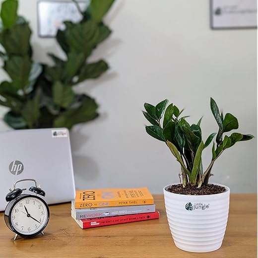 ZZ Plant - Live Plant with White Decor Pot 5.5 Inches