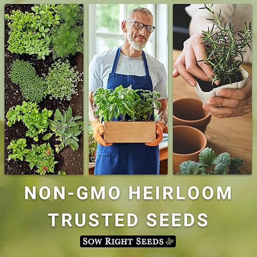 Miniatura 7 de Sow Right Seeds - Semillas de lavanda a granel para plantar - 0.05 onzas, 1500 semillas - Paquete jumbo de reliquia sin OMG con instrucciones para