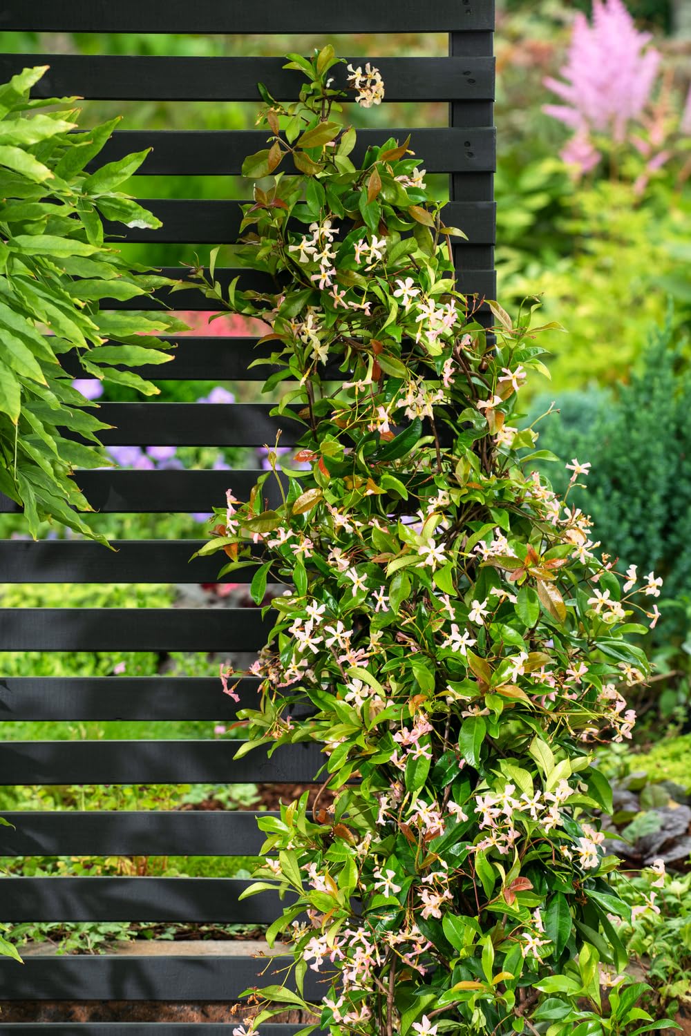 Sternjasmin Kletterpflanze, Immergrün, Duftende Sternblüten, 9cm Topf, 30–50cm, Wuchshöhe bis 400cm, Winterhart (3, Rosa)