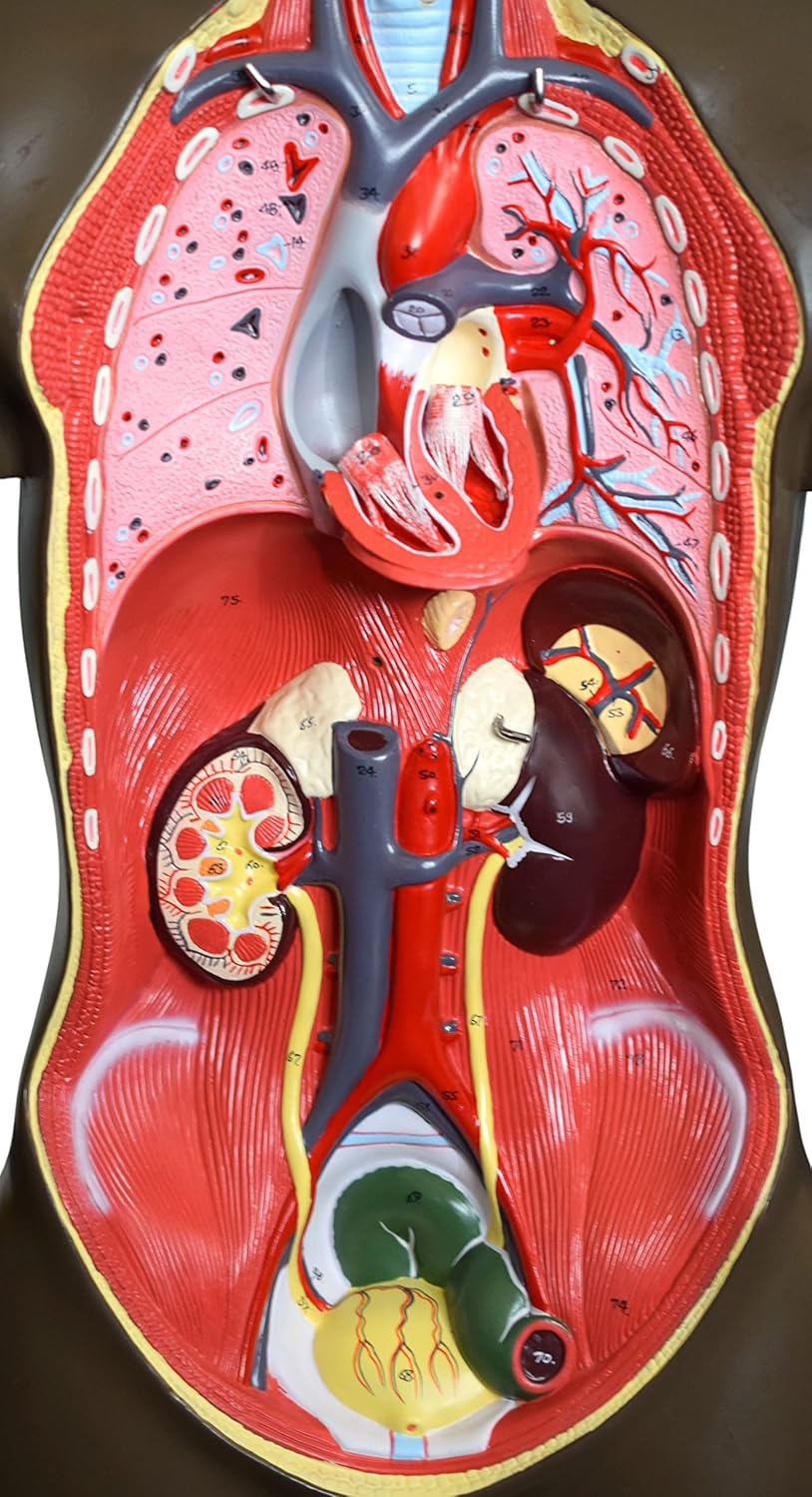 EISCO Human Torso Anatomy Model - African American - Life Size - Sexless - 8 Removable Parts - Eisco Labs
