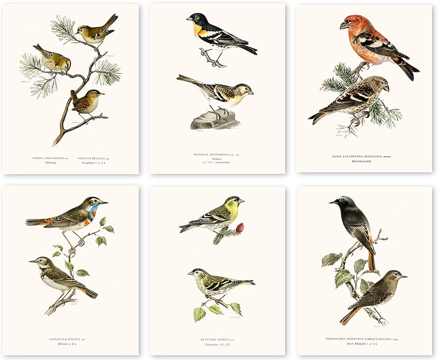 Amazon.com: Vintage Song Bird Prints by Ink Inc. | Nature