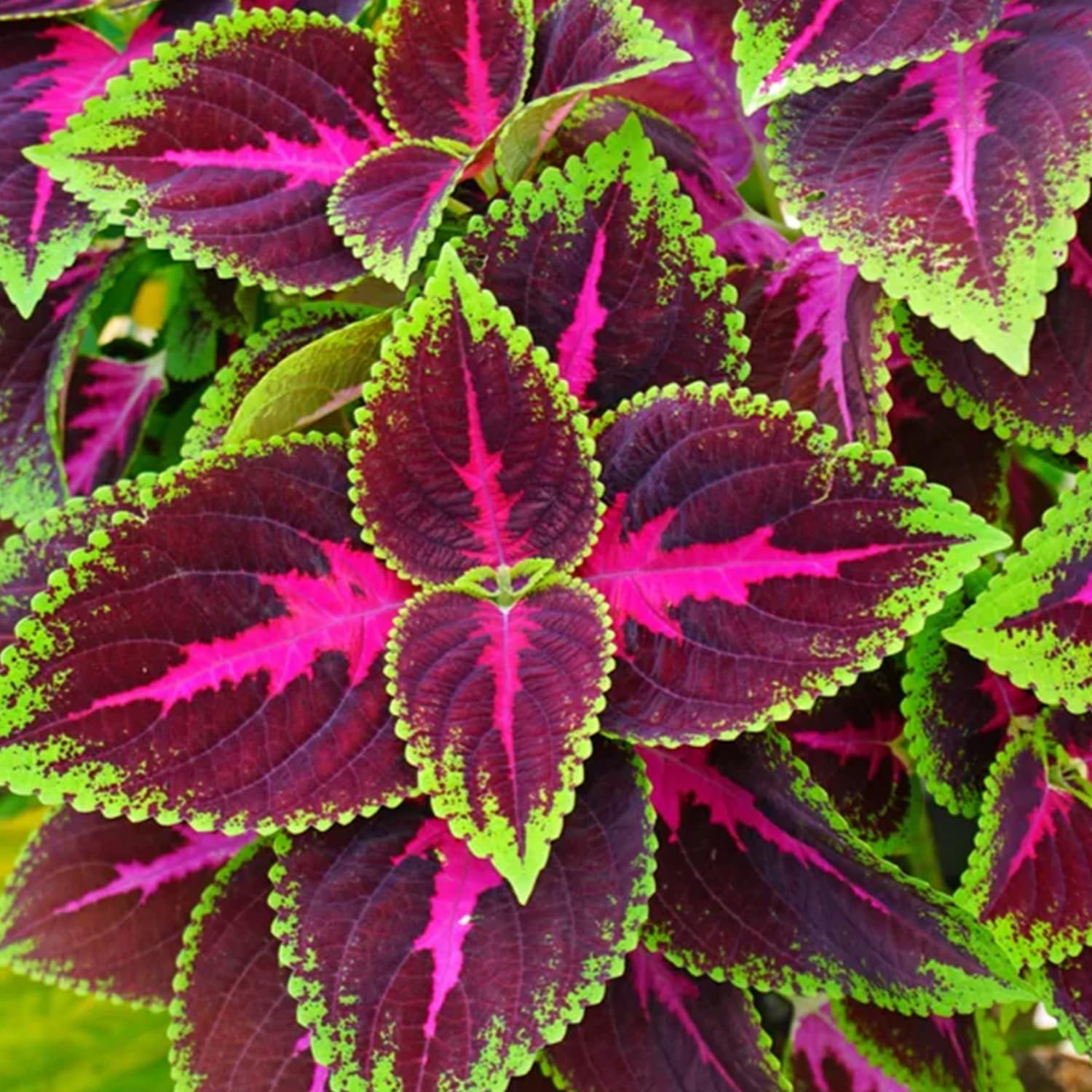 Green Coleus Seed Packet 200+ Seeds - Exotic Perennial Coleus - Non-GMO Heirloom Seeds for Planting Indoor Outdoor Garden Bonsai