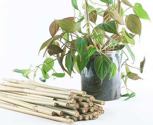 HTWNK 50 estacas de bambú natural de 16 pulgadas para plantas de interior, tomate, plantas en maceta