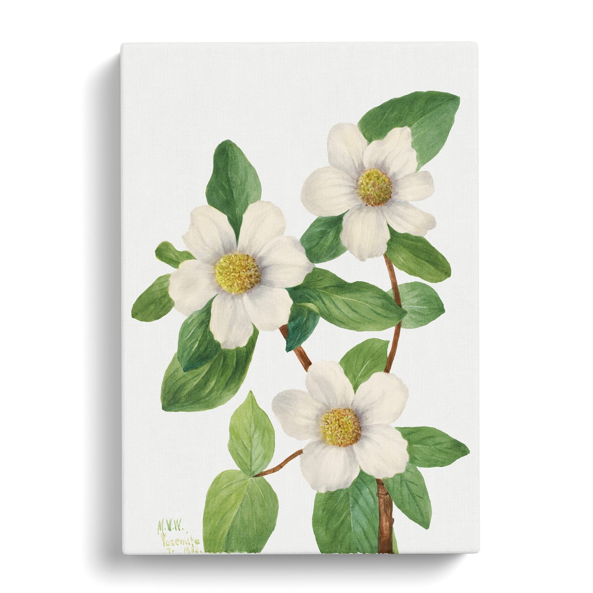 Pacific Dogwood Flowers By Mary Vaux Walcott Canvas Print, Mixed, 25L x 50W cm - Image 3