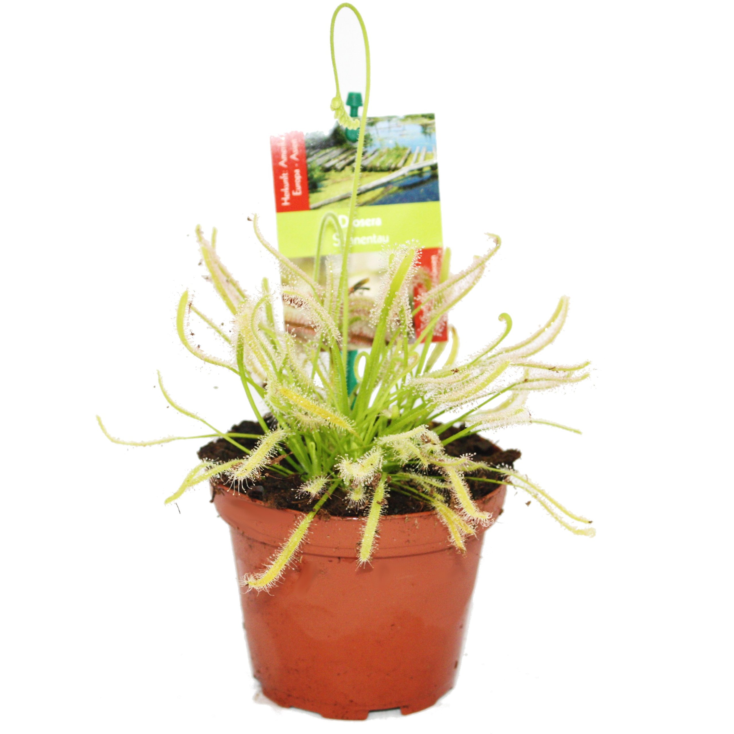 Plantes carnivores???Drosera capensis???Le Cap Dros?ra Rouge???8?? 12?cm.